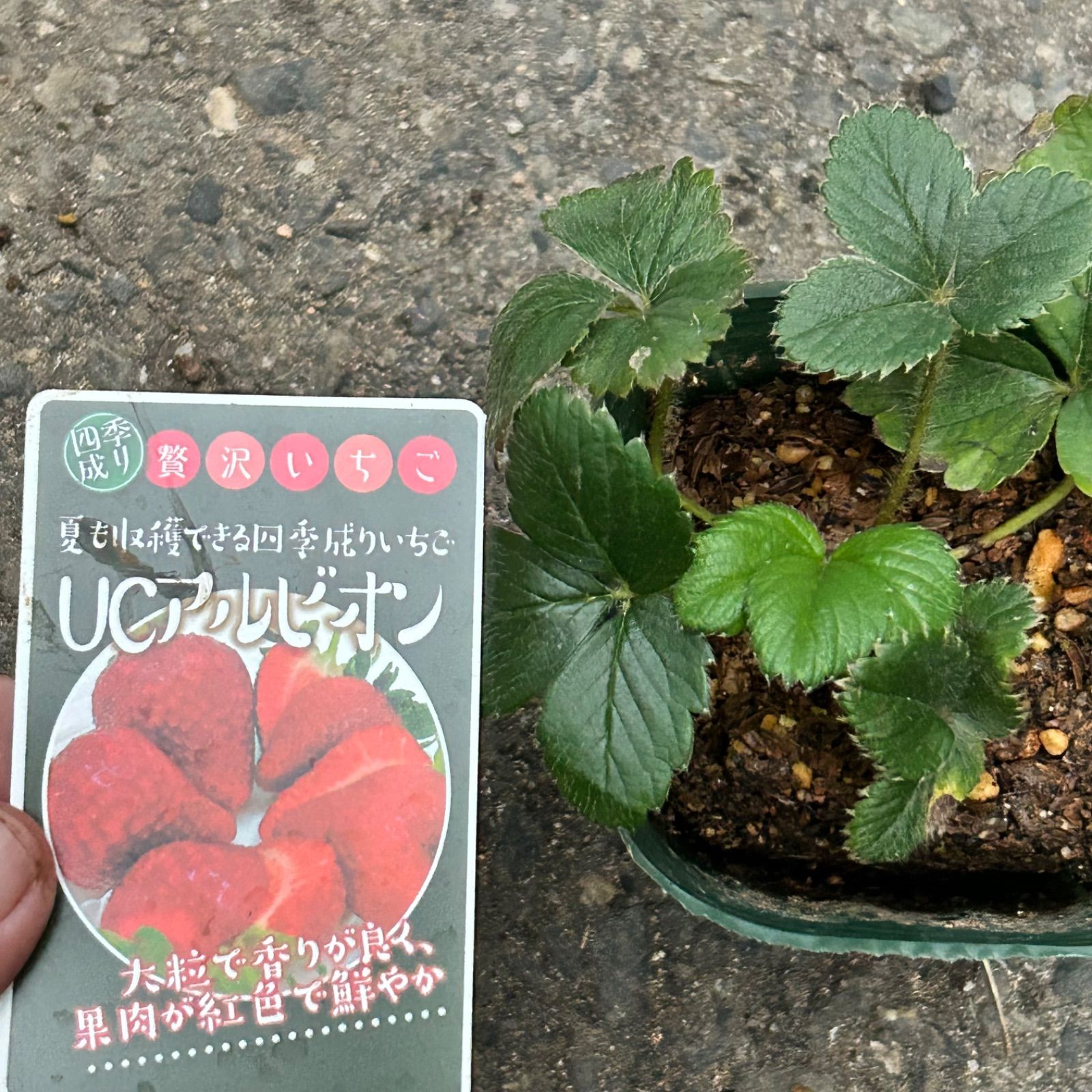 高級いちご苗 6種セット 正規品ラベル付き 宅急便発送致します - メルカリ
