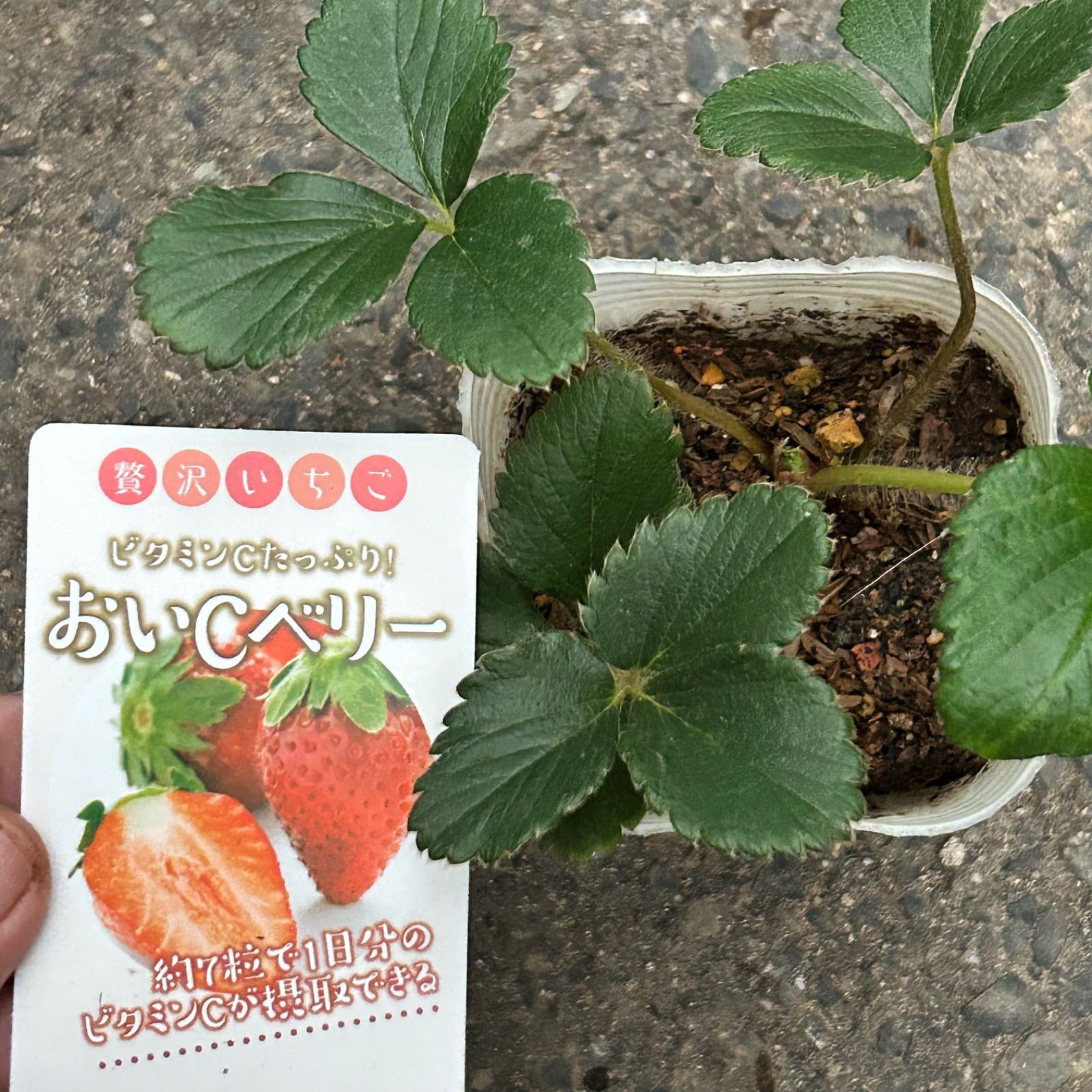 高級いちご苗 6種セット 正規品ラベル付き 宅急便発送致します - メルカリ
