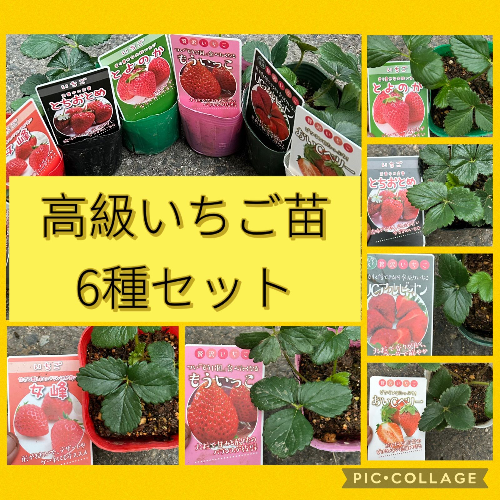 まっくす いちご苗セット　宅急便配送 高級いちご苗 6種セット 正規品ラベル付き 宅急便発送致します - メルカリ