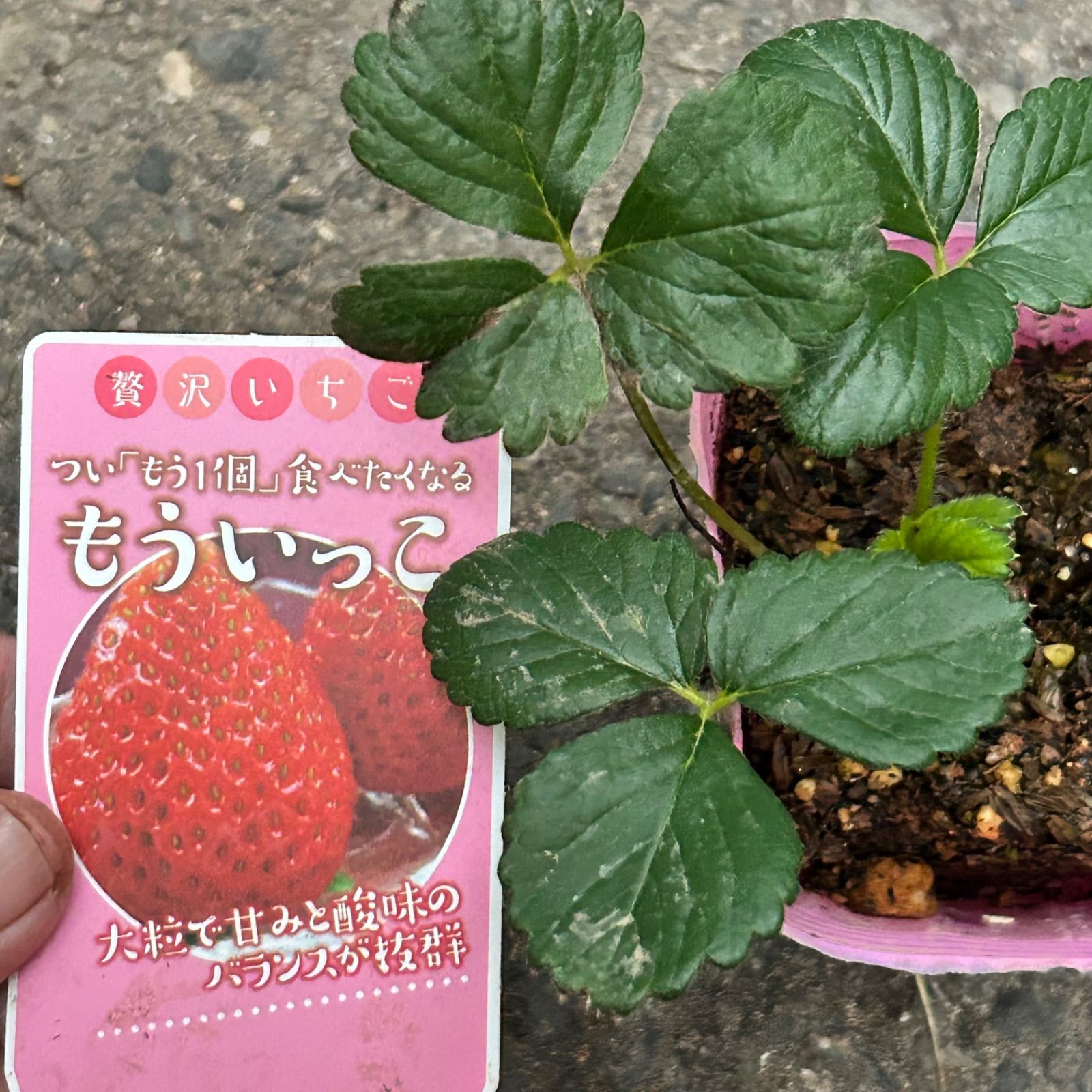 高級いちご苗 6種セット 正規品ラベル付き 宅急便発送致します - メルカリ