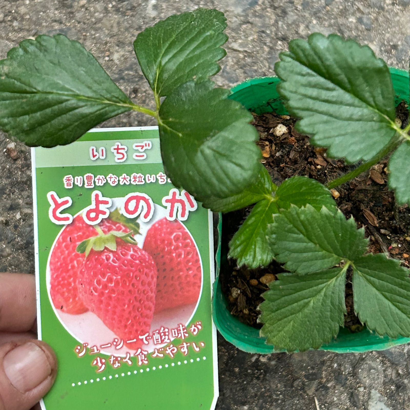 高級いちご苗 6種セット 正規品ラベル付き 宅急便発送致します - メルカリ