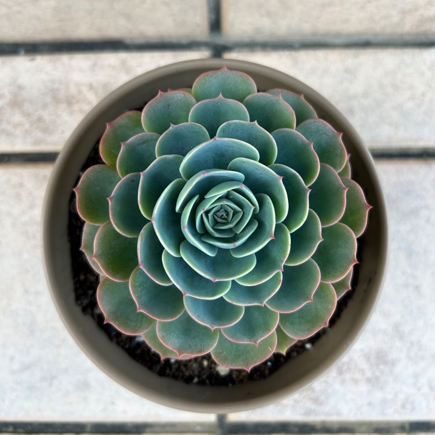 多肉植物 七福神① 子株付き 抜き苗 - メルカリ