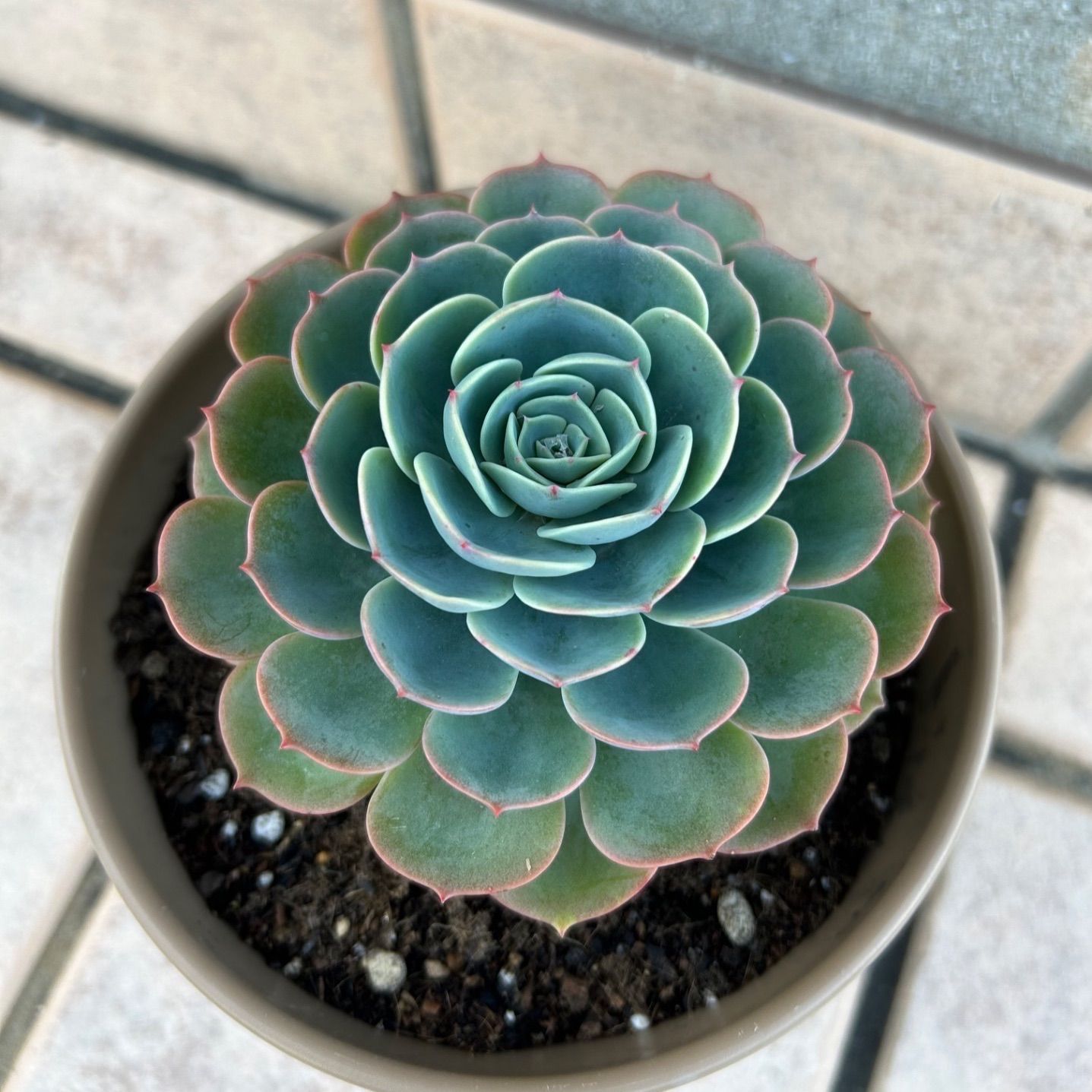 多肉植物 七福神① 子株付き 抜き苗 - メルカリ