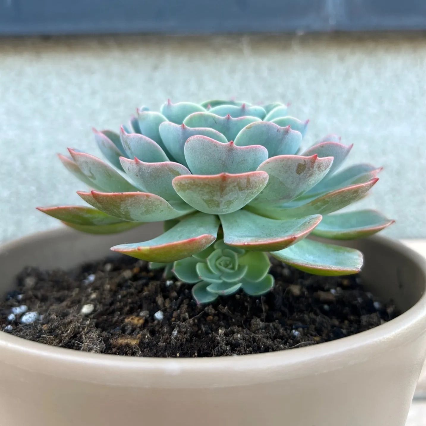 多肉植物 七福神① 子株付き 抜き苗 - メルカリ