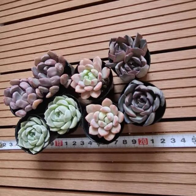 多肉植物『まとめ売り』セット② - メルカリ