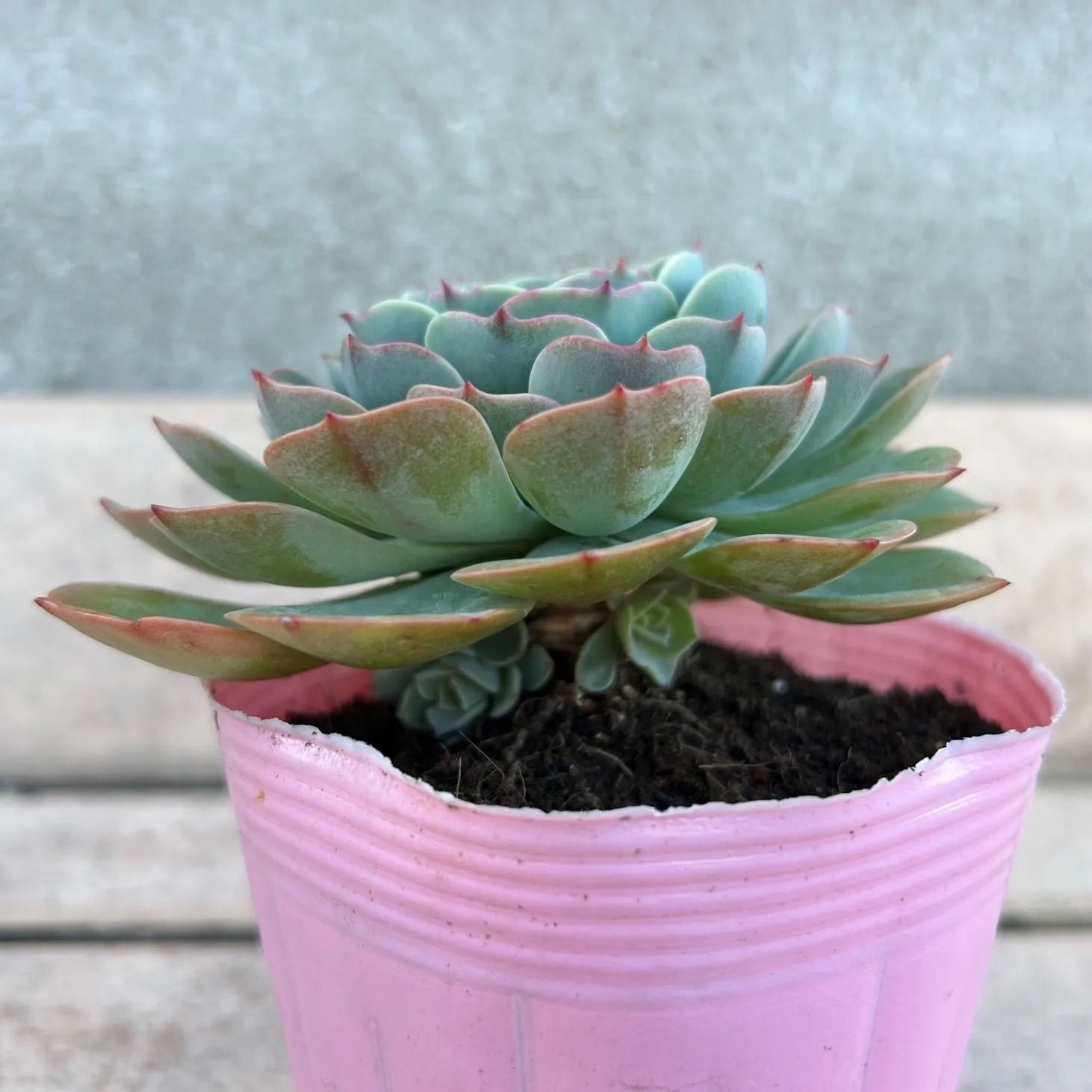 多肉植物 七福神② 子株付き 抜き苗 - メルカリ