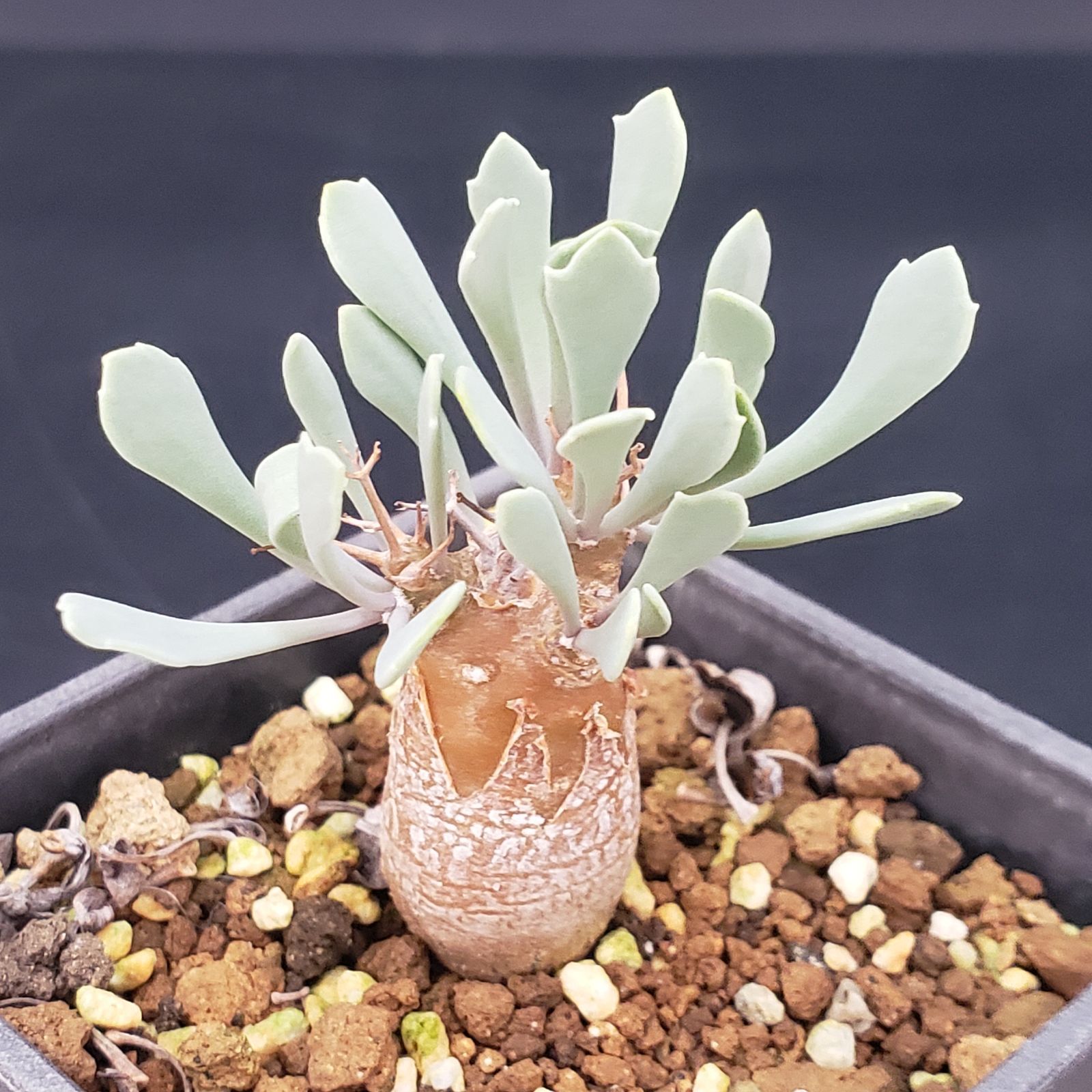 F162【自社養生株】オトンナ ユーフォルビオイデス（発根株・鉢植え