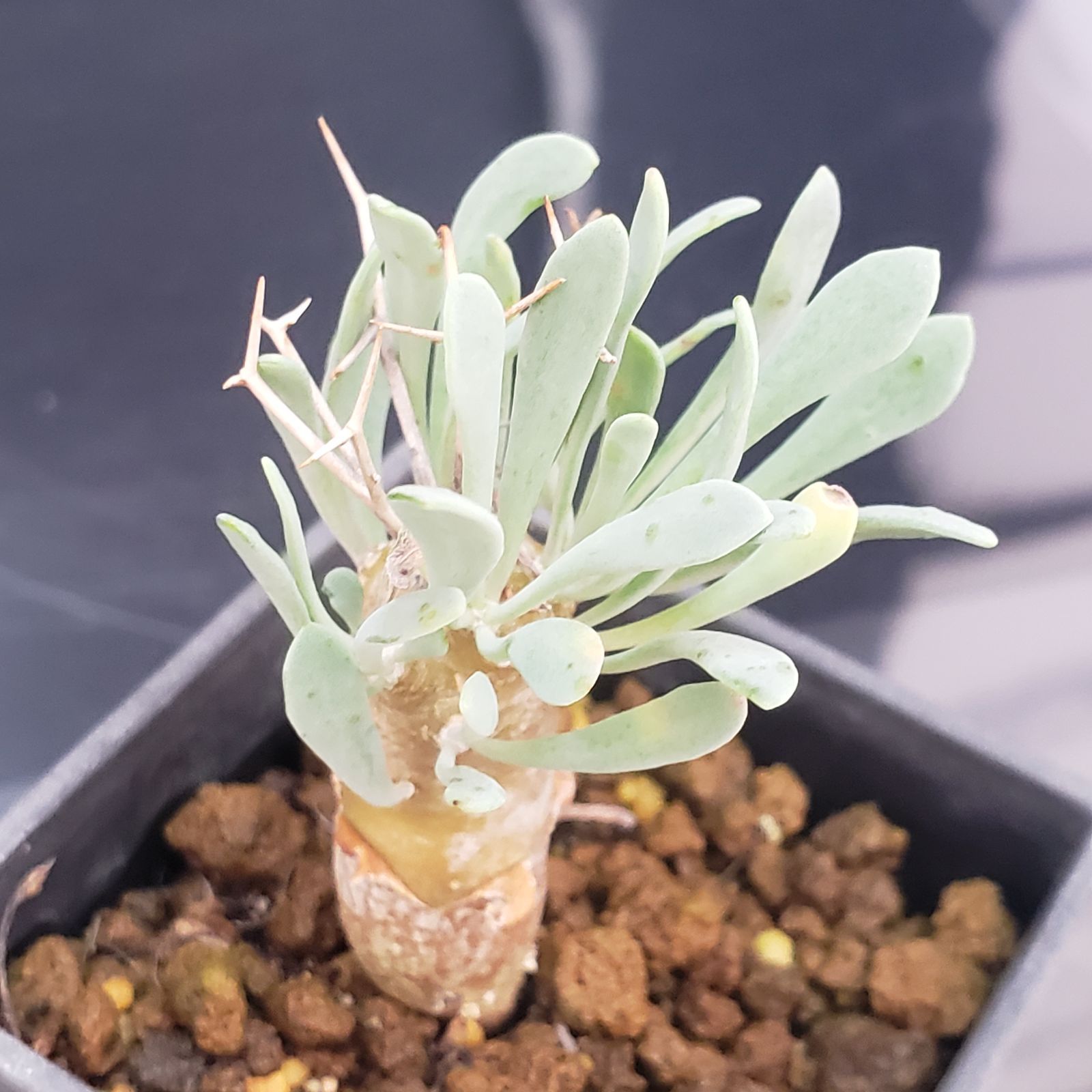 F163【自社養生株】オトンナ ユーフォルビオイデス（発根株・鉢植え