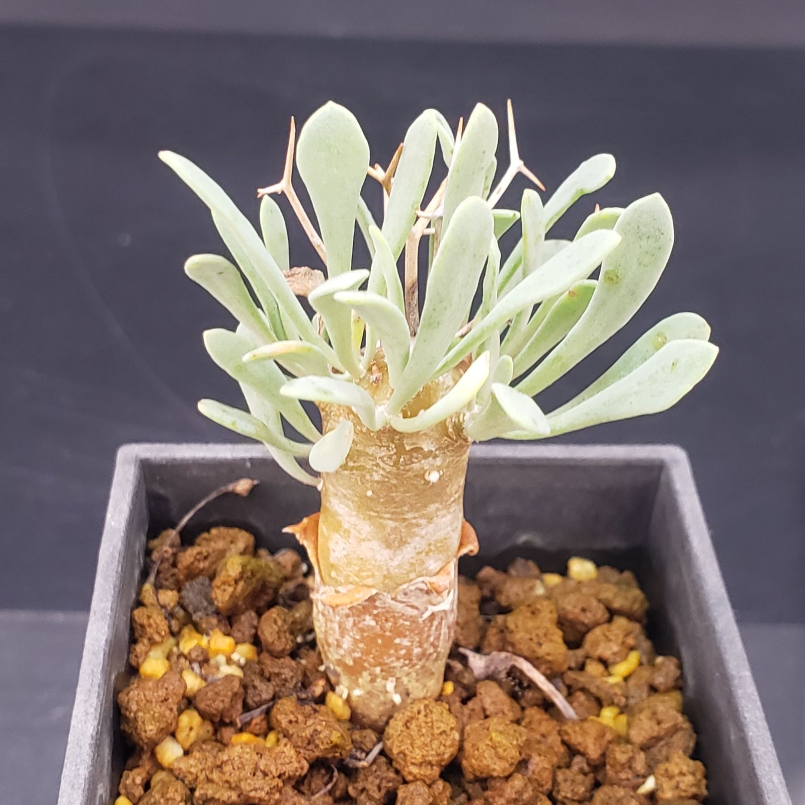 【特選株】オトンナ ユーフォルビオイデス 塊根植物 F163【自社養生株】オトンナ ユーフォルビオイデス（発根株・鉢植え