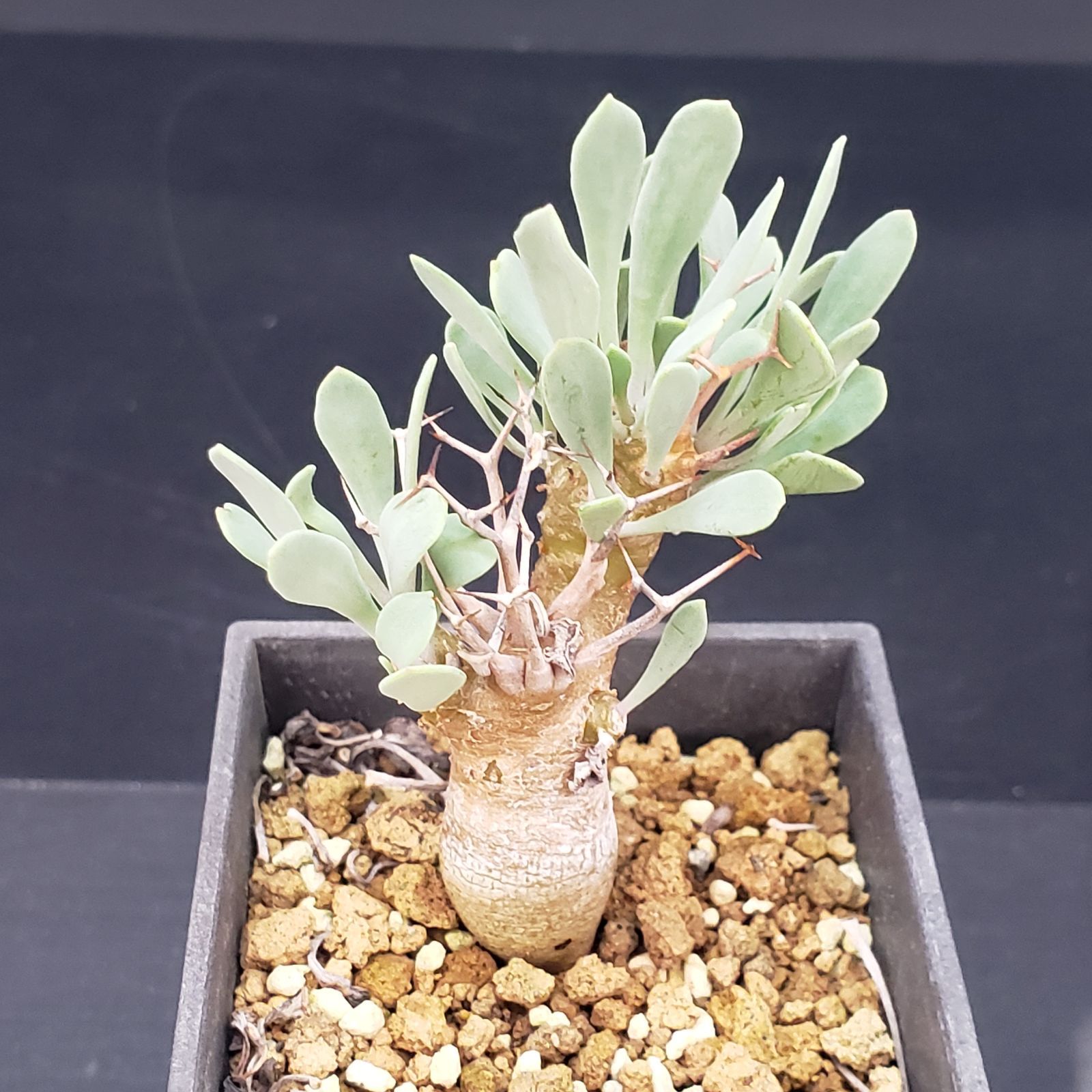 F164【自社養生株】オトンナ ユーフォルビオイデス（発根株・鉢植え