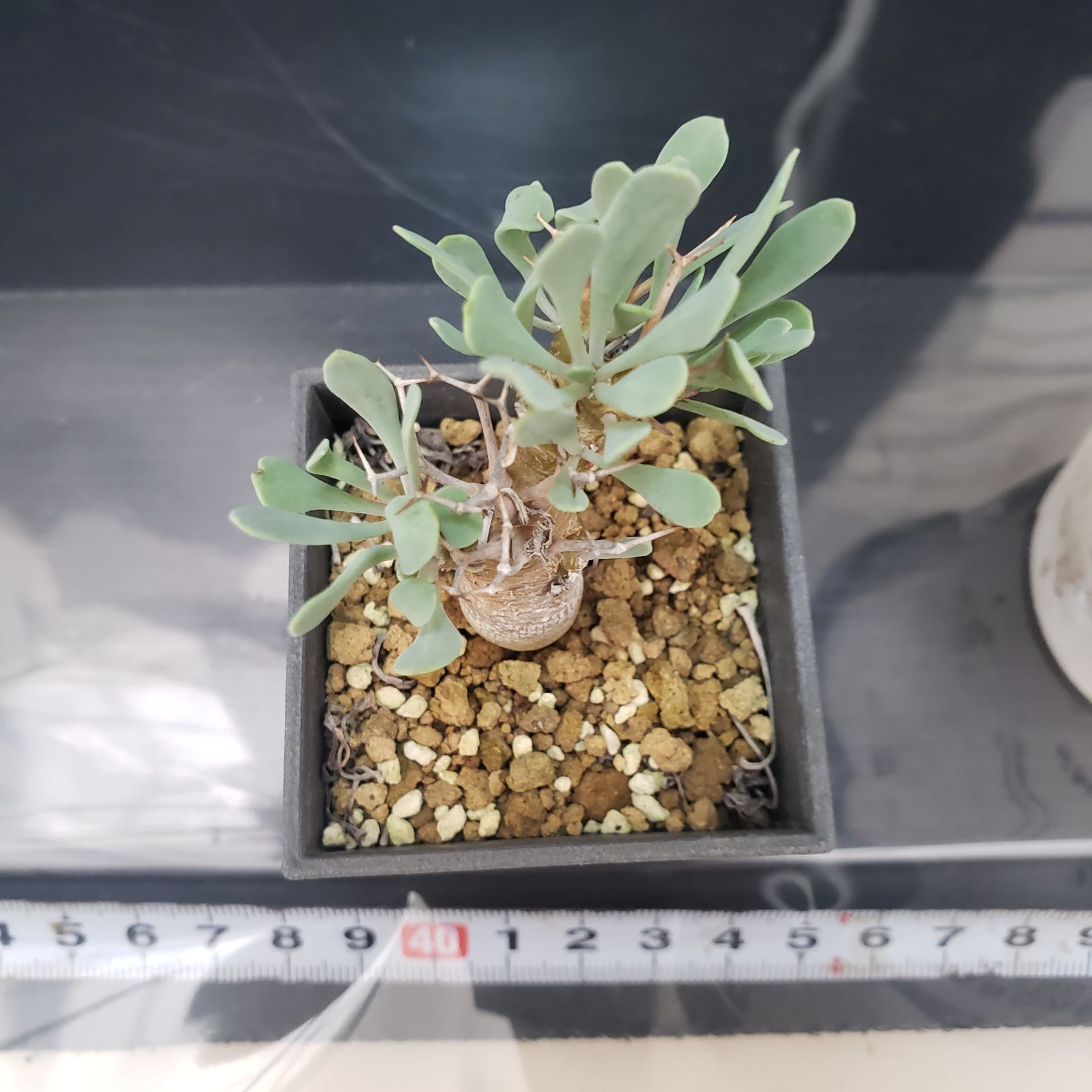 F164【自社養生株】オトンナ ユーフォルビオイデス（発根株・鉢植え