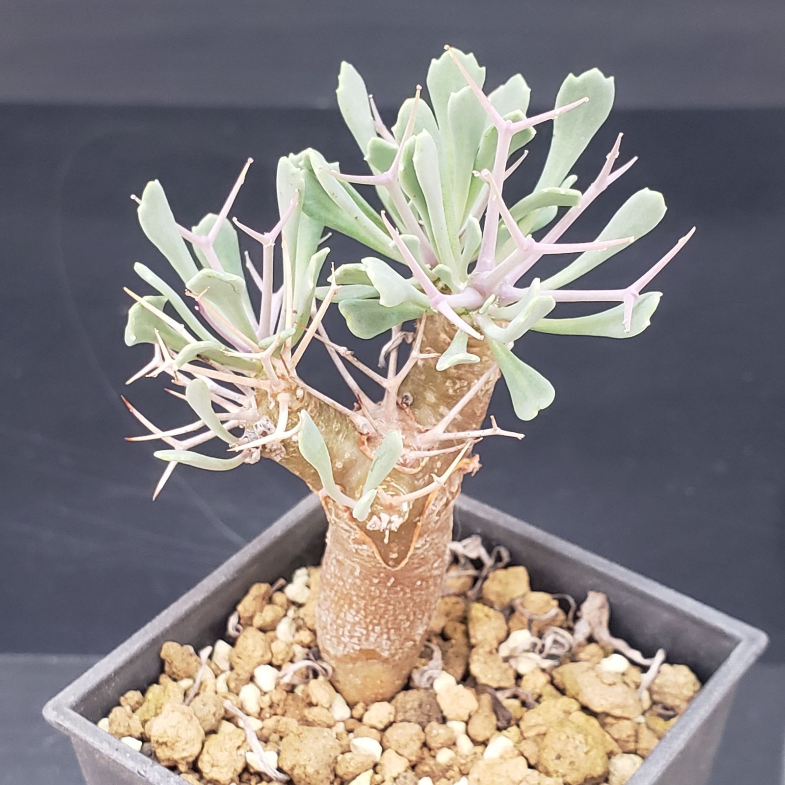 F165【自社養生株】オトンナ ユーフォルビオイデス（発根株・鉢植え