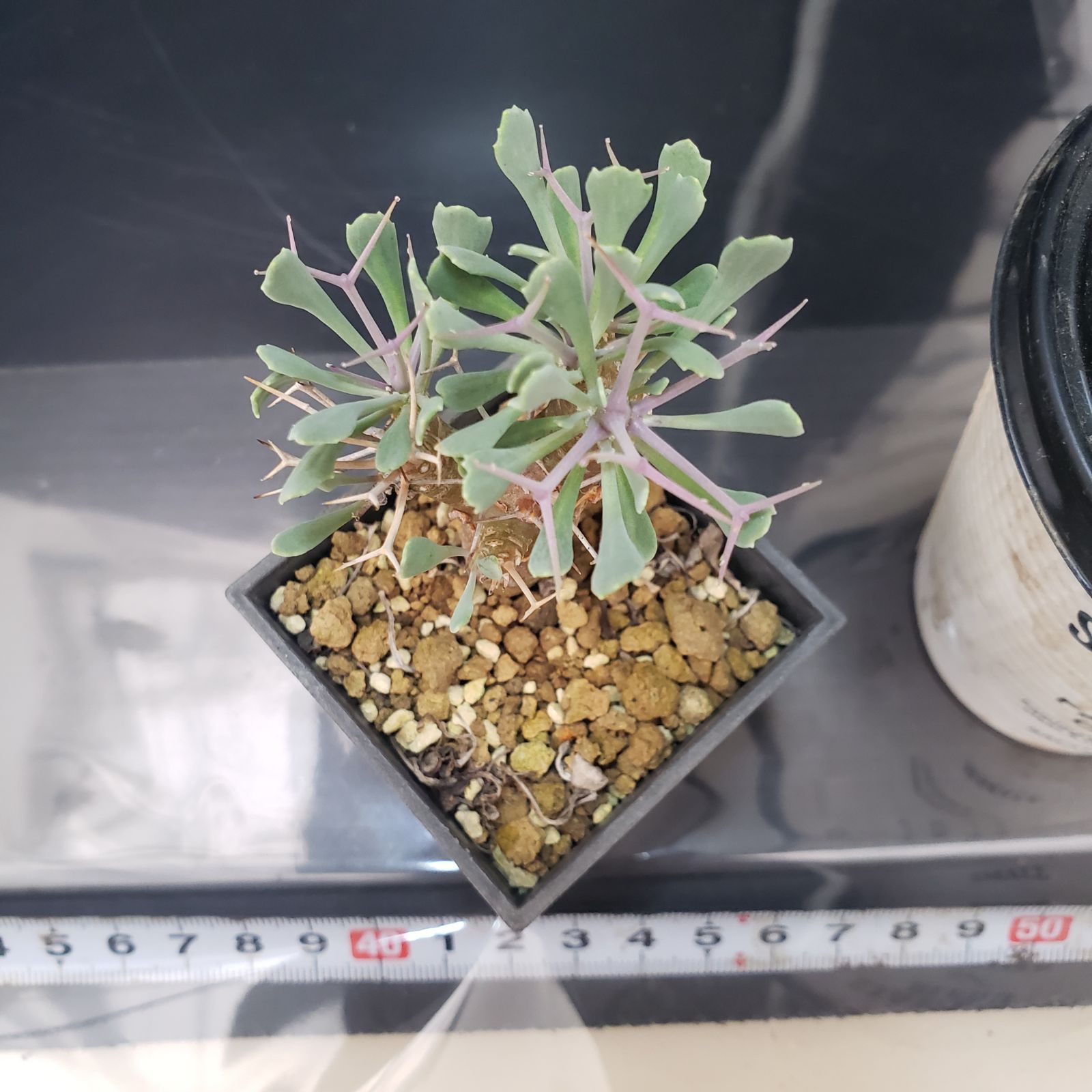 F165【自社養生株】オトンナ ユーフォルビオイデス（発根株・鉢植え