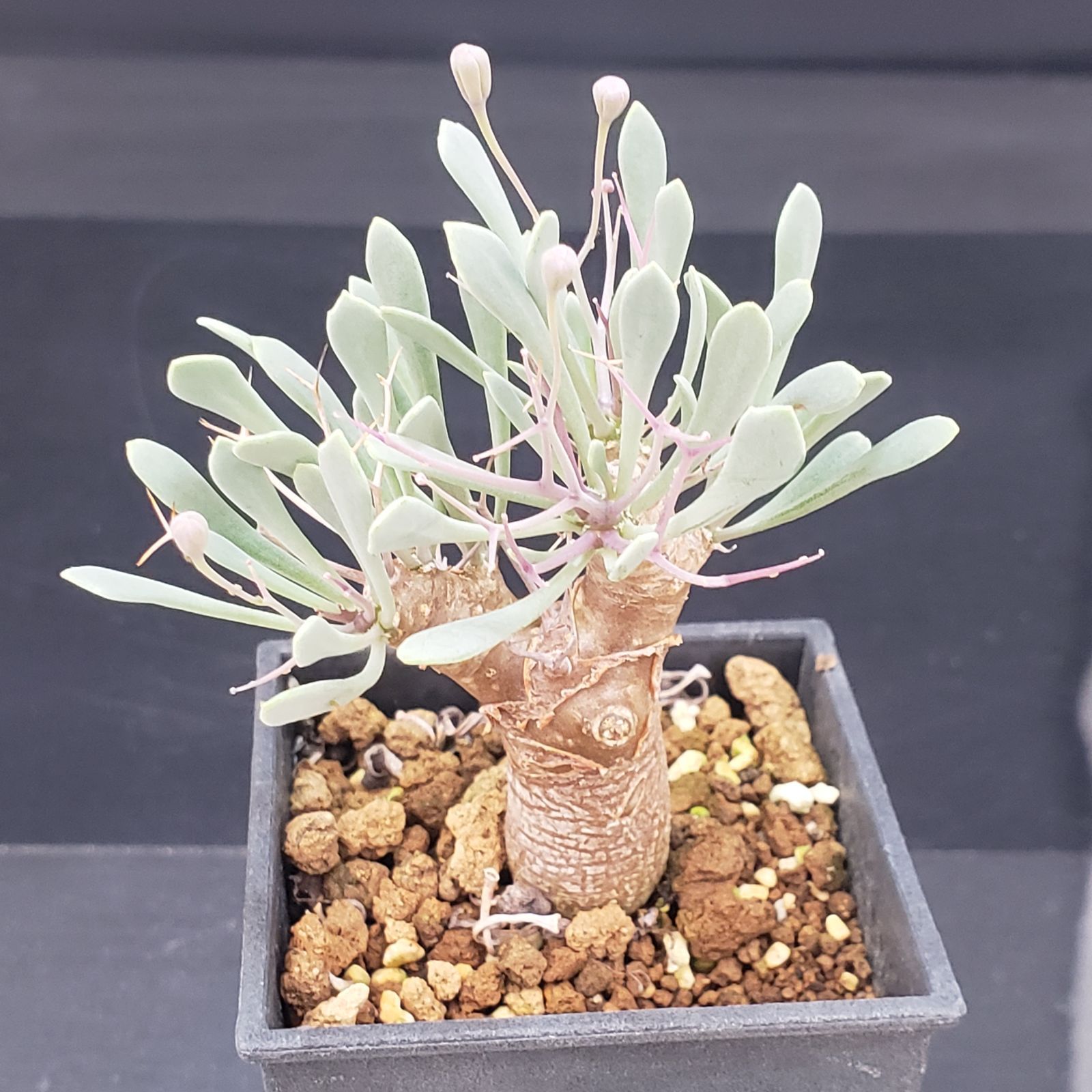 F166【自社養生株】オトンナ ユーフォルビオイデス（発根株・鉢植え