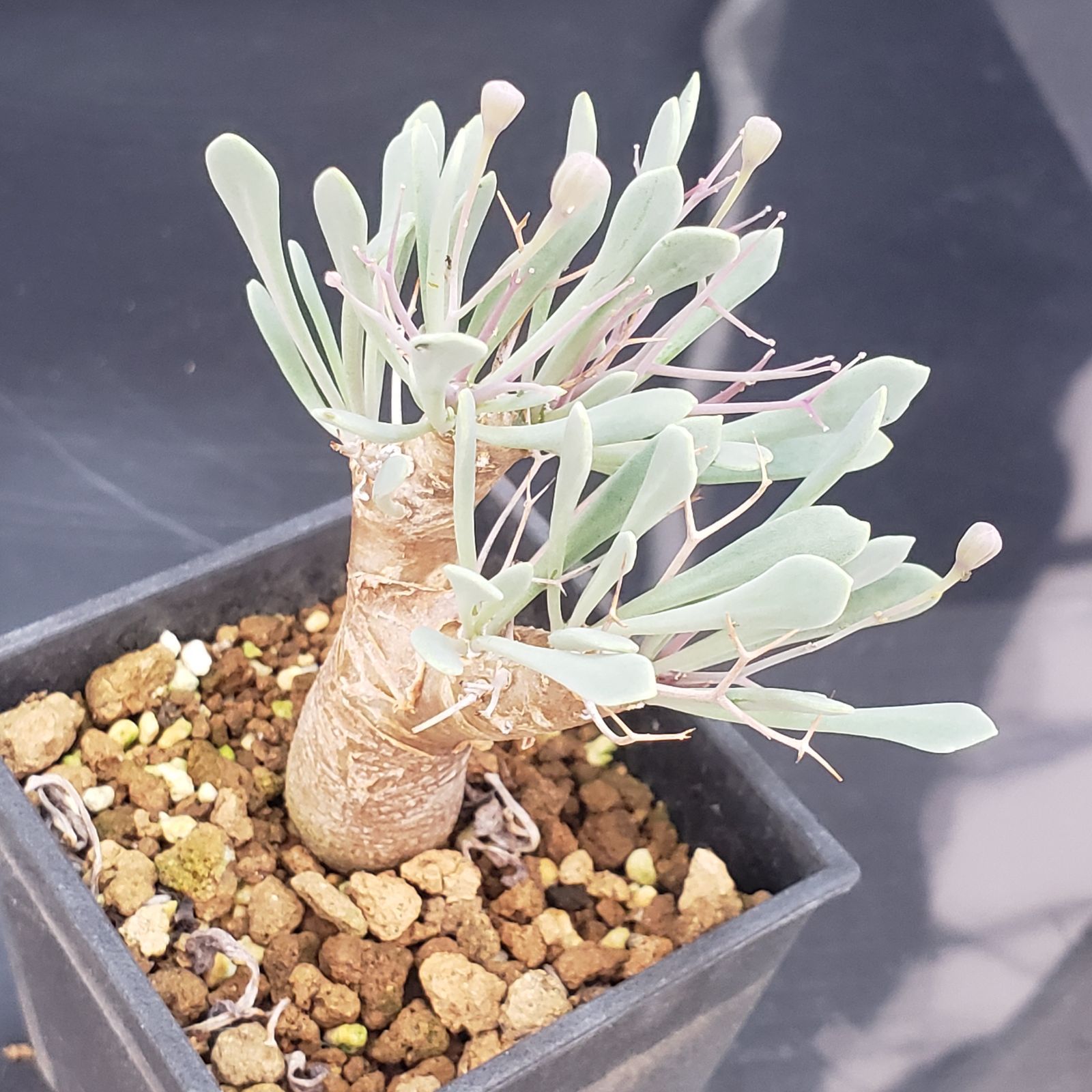 【特選株】お買い得！オトンナ ユーフォルビオイデス 塊根植物 Amazon｜【現品限り】オトンナ・ユーフォルビオイデス 発根済み【K55