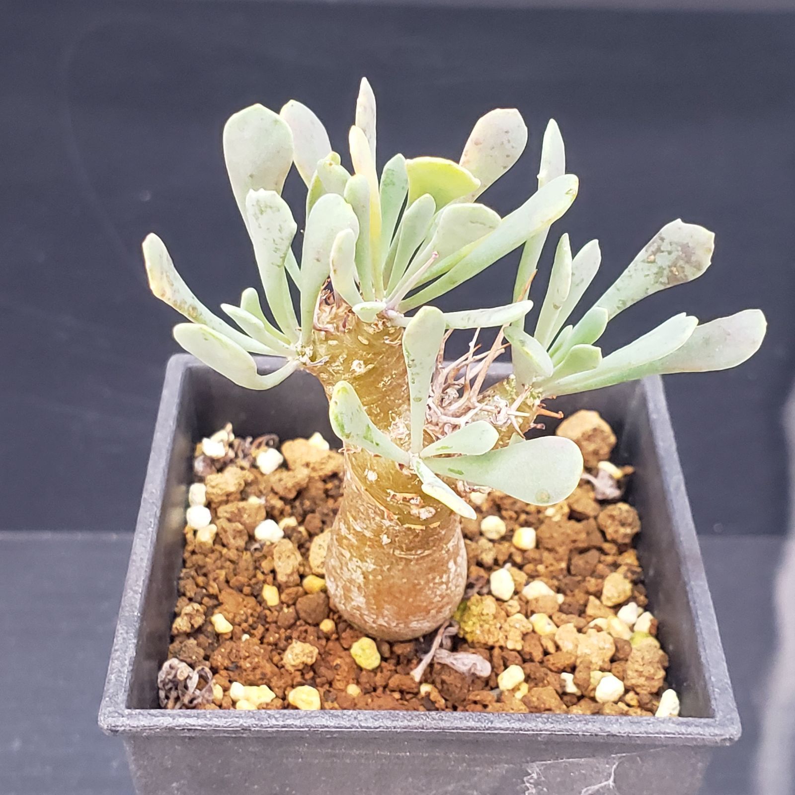 F167【自社養生株】オトンナ ユーフォルビオイデス（発根株・鉢植え