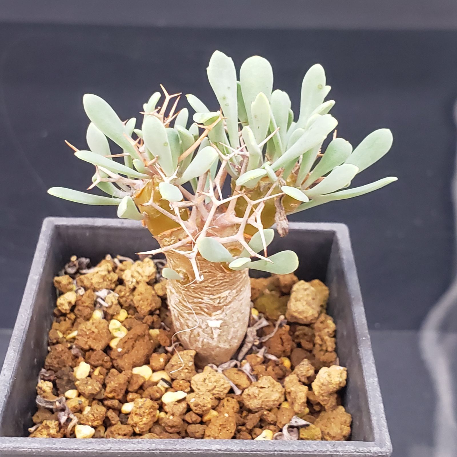 F168【自社養生株】オトンナ ユーフォルビオイデス（発根株・鉢植え