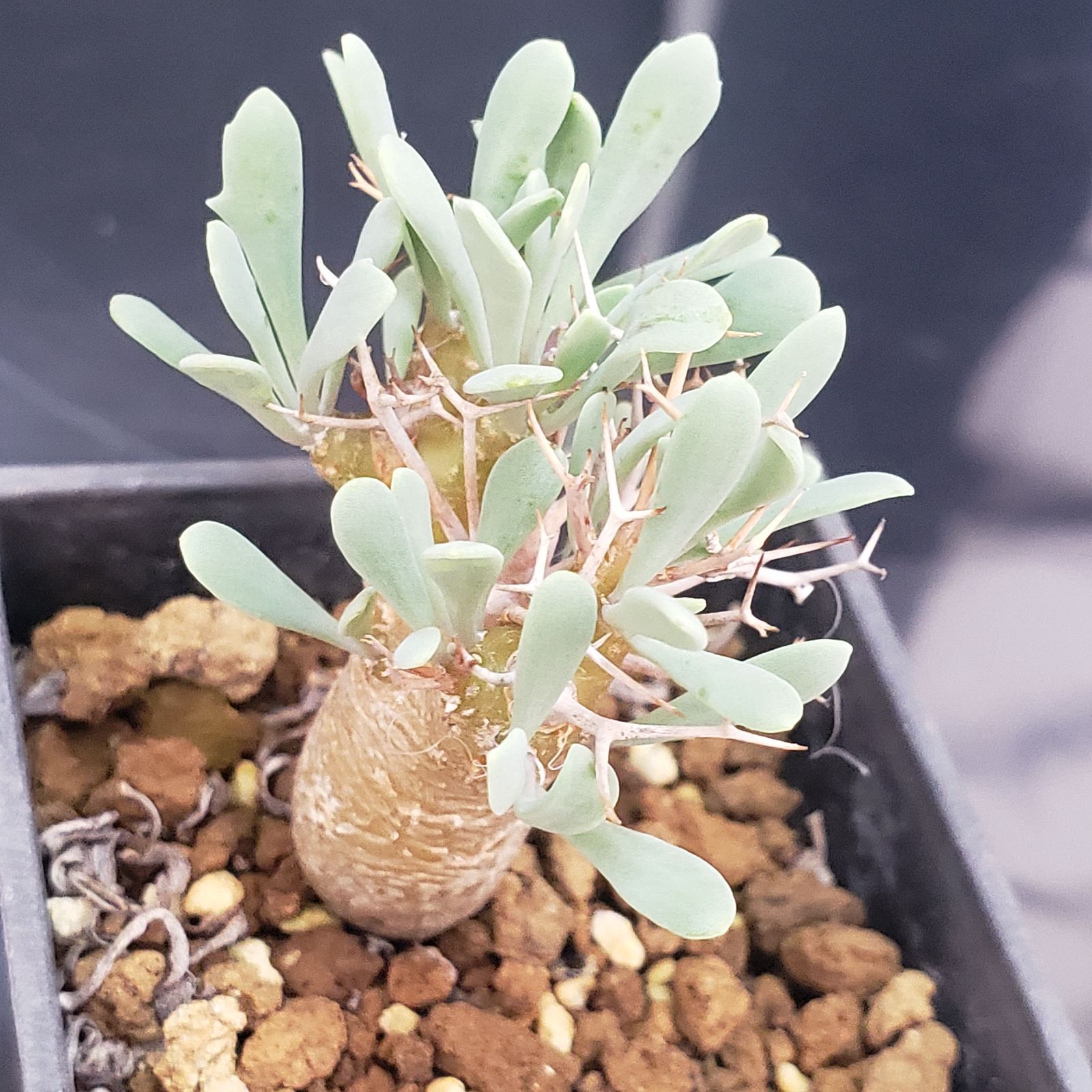 F168【自社養生株】オトンナ ユーフォルビオイデス（発根株・鉢植え