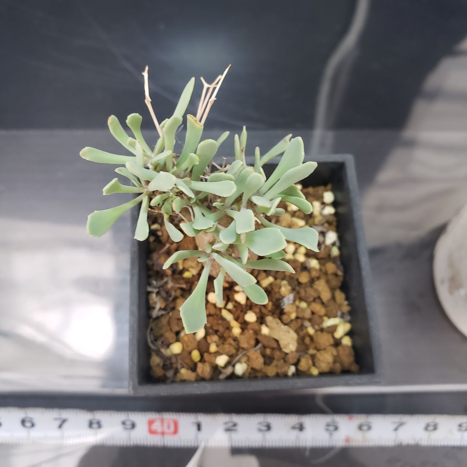 F169【自社養生株】オトンナ ユーフォルビオイデス（発根株・鉢植え