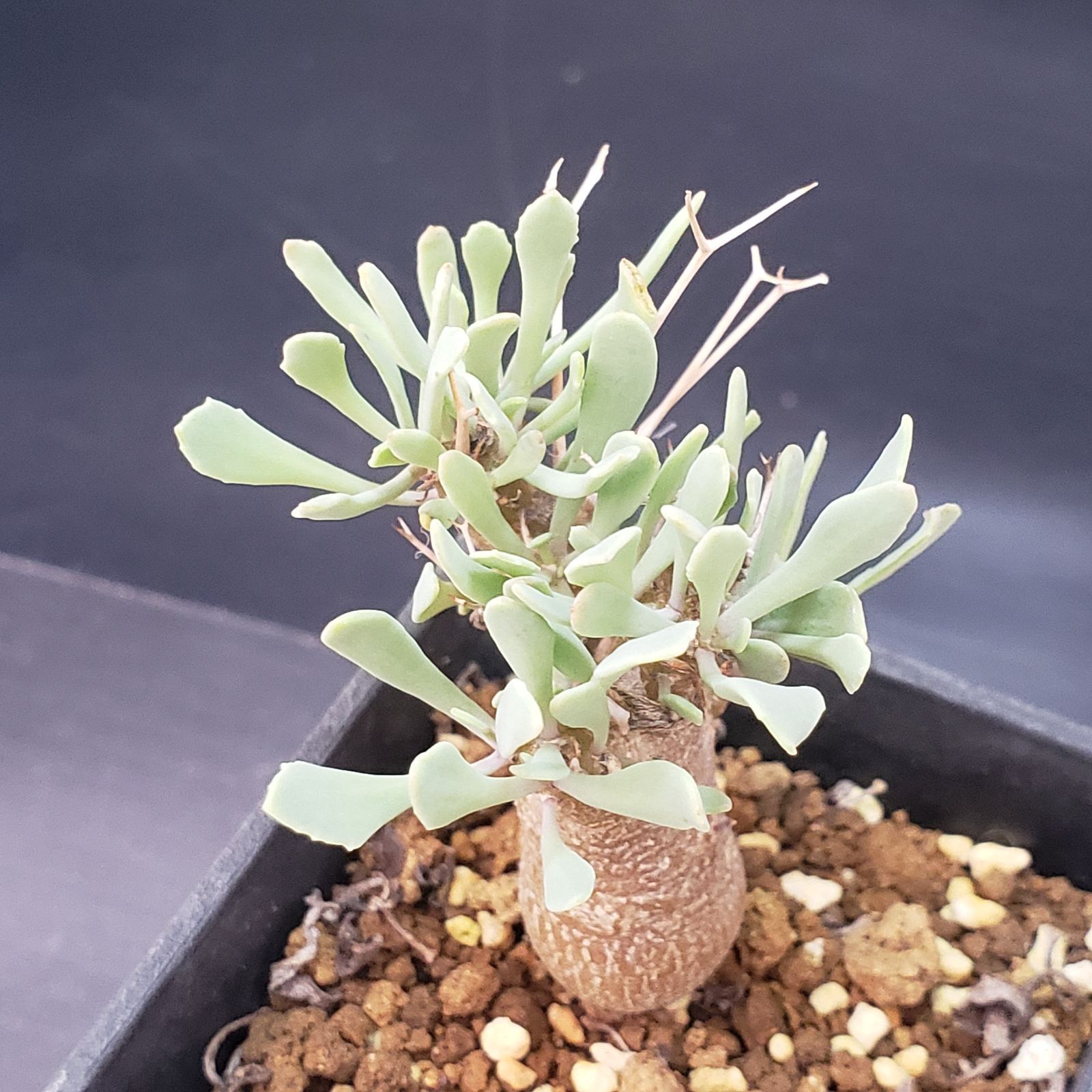 F169【自社養生株】オトンナ ユーフォルビオイデス（発根株・鉢植え