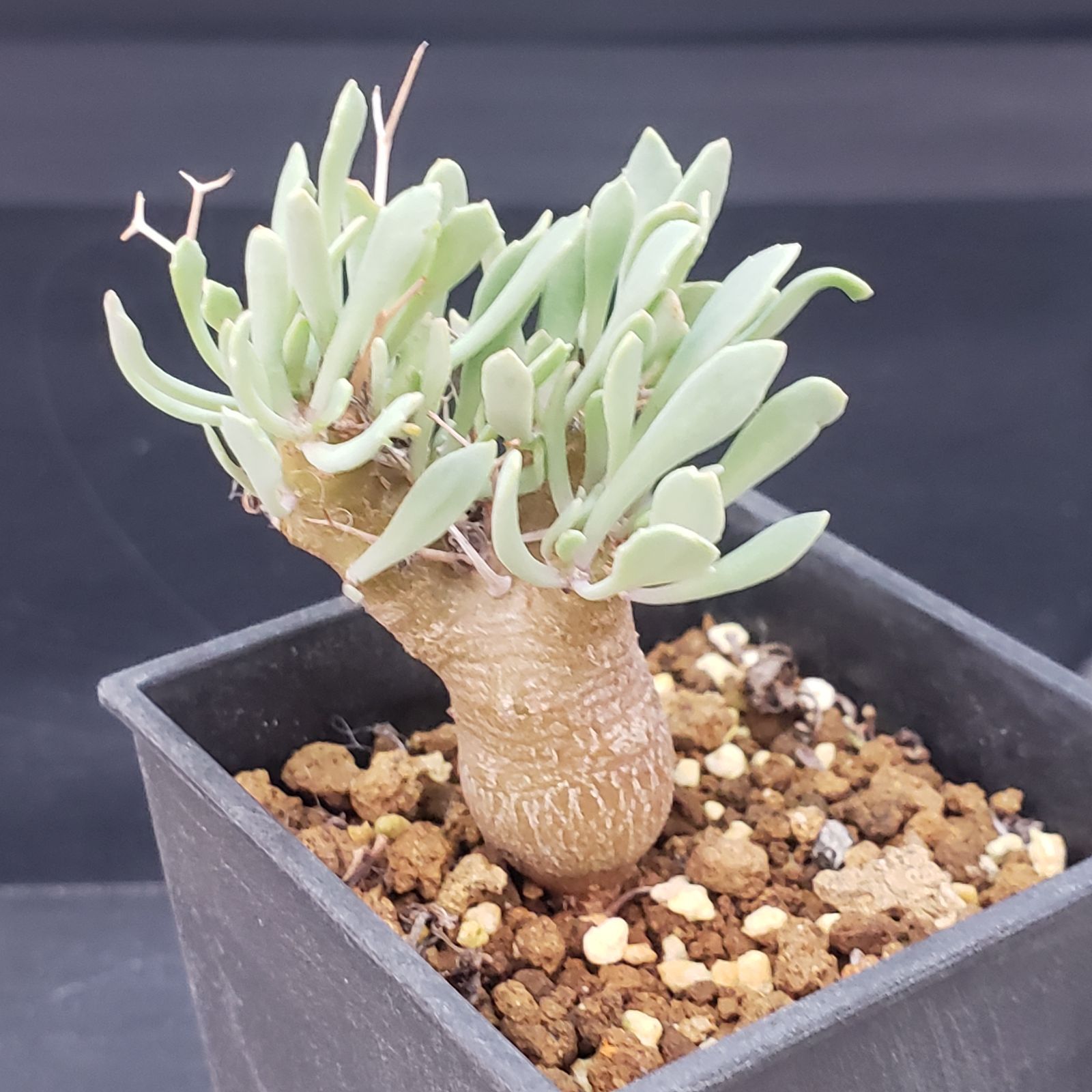 【特選株】イチオシです！オトンナ ユーフォルビオイデス 塊根植物 F169【自社養生株】オトンナ ユーフォルビオイデス（発根株・鉢植え