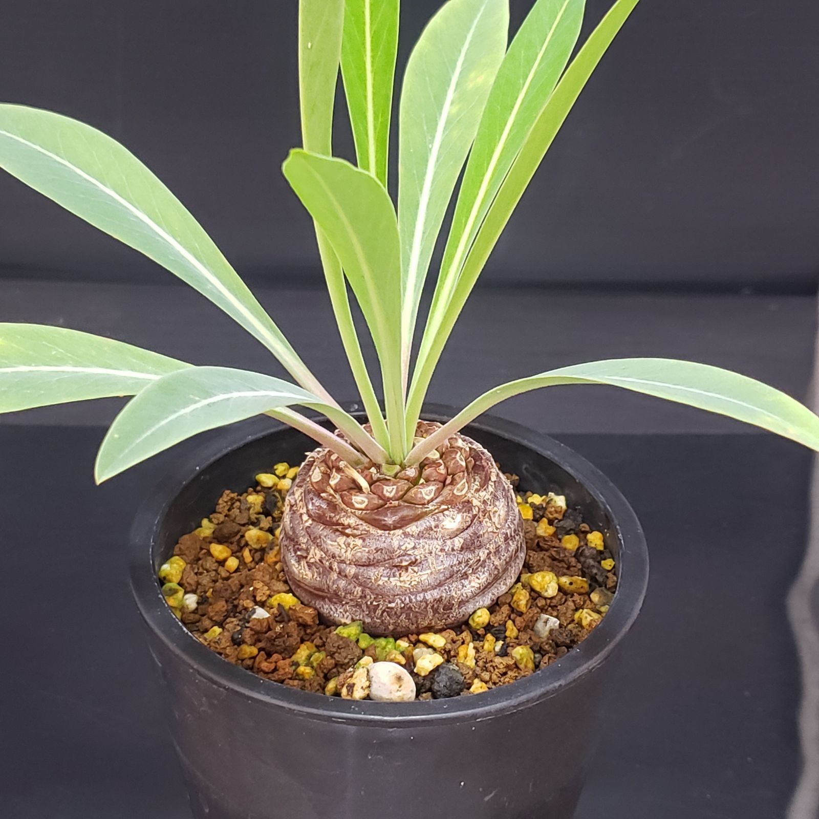 F176【自社養生株】ユーフォルビア ブプレウリフォリア（発根株