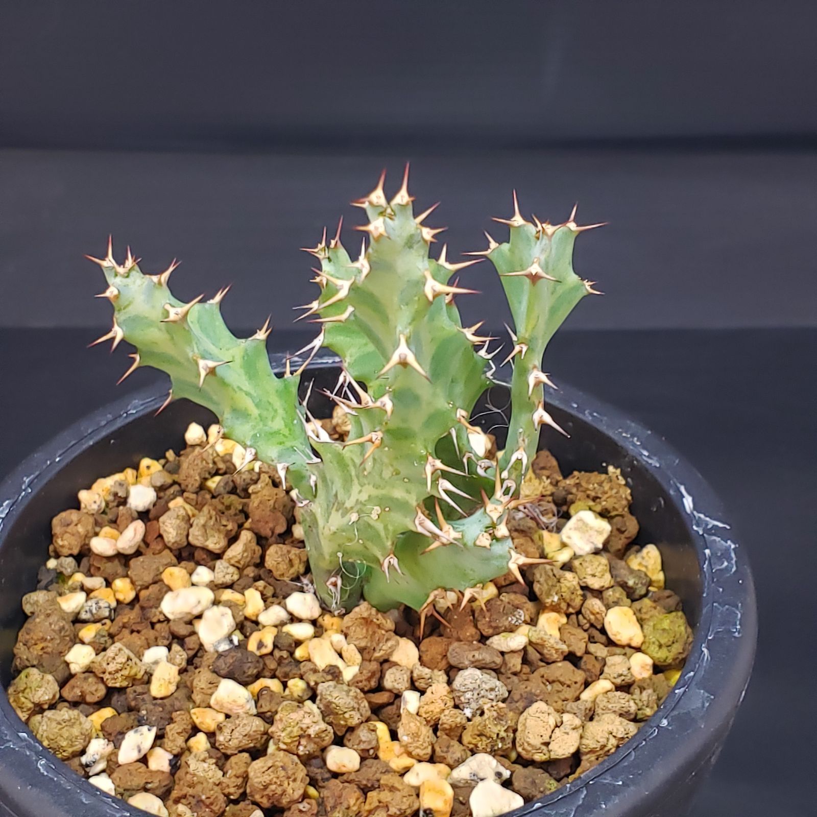 F177【自社養生株】ユーフォルビア トルチラマ（発根株・鉢植え