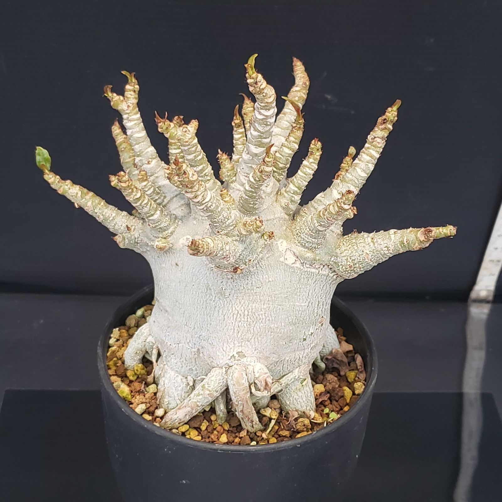 F185【自社養生株】アデニウム アラビカム ドワーフ（発根株・鉢植え