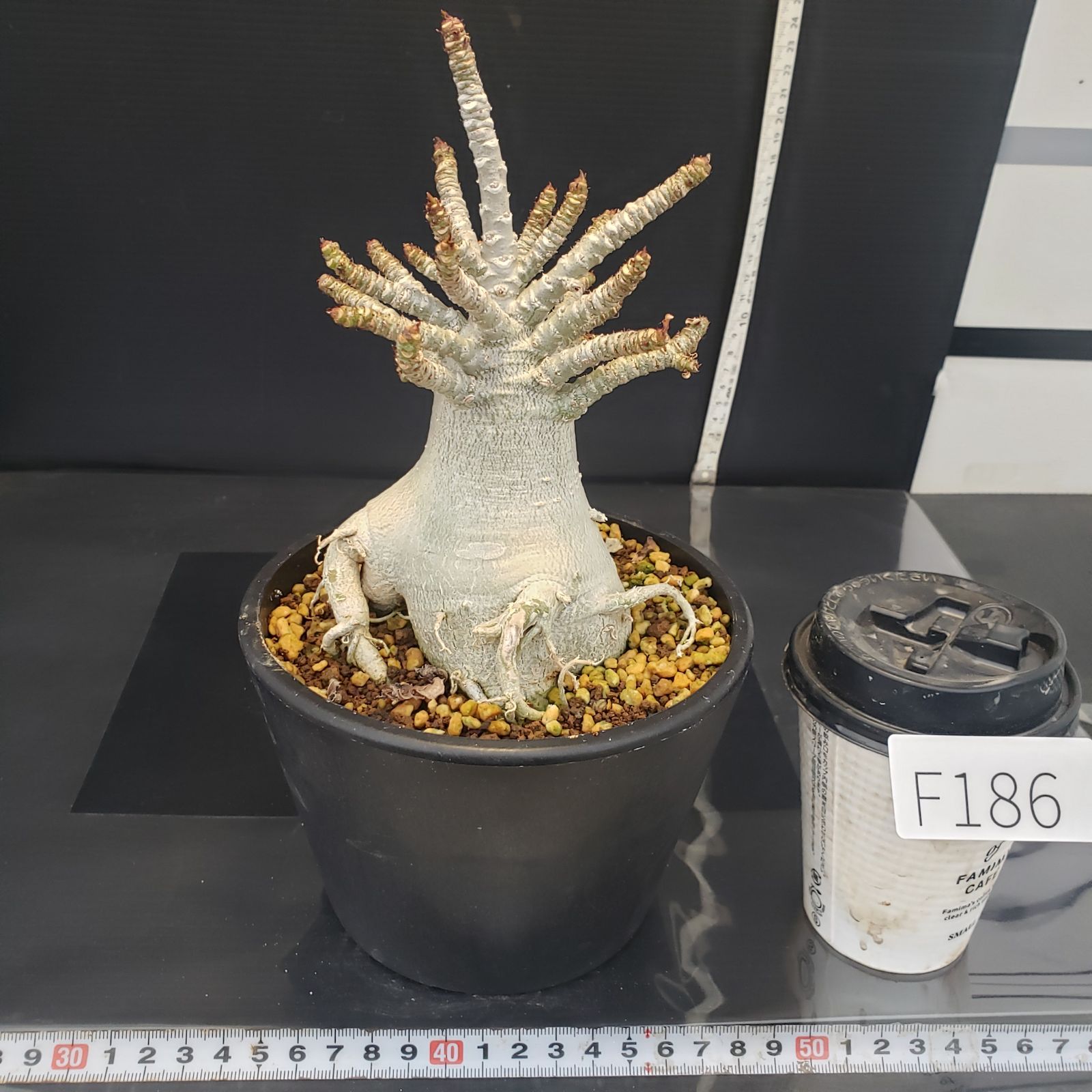 F186【自社養生株】アデニウム アラビカム ドワーフ（発根株・鉢植え