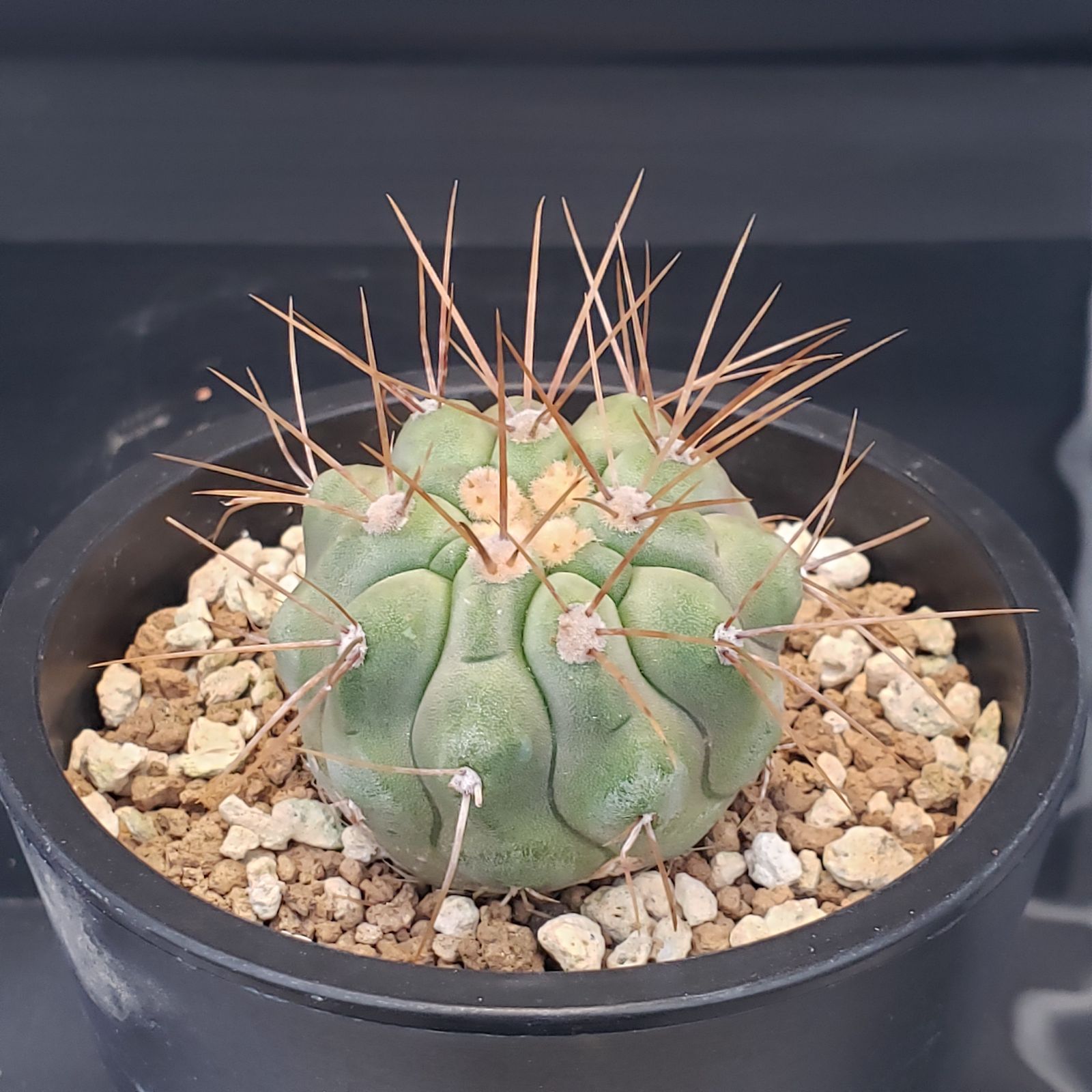 F188【自社養生株】コピアポア ハセルトニアナ（発根株・鉢植え