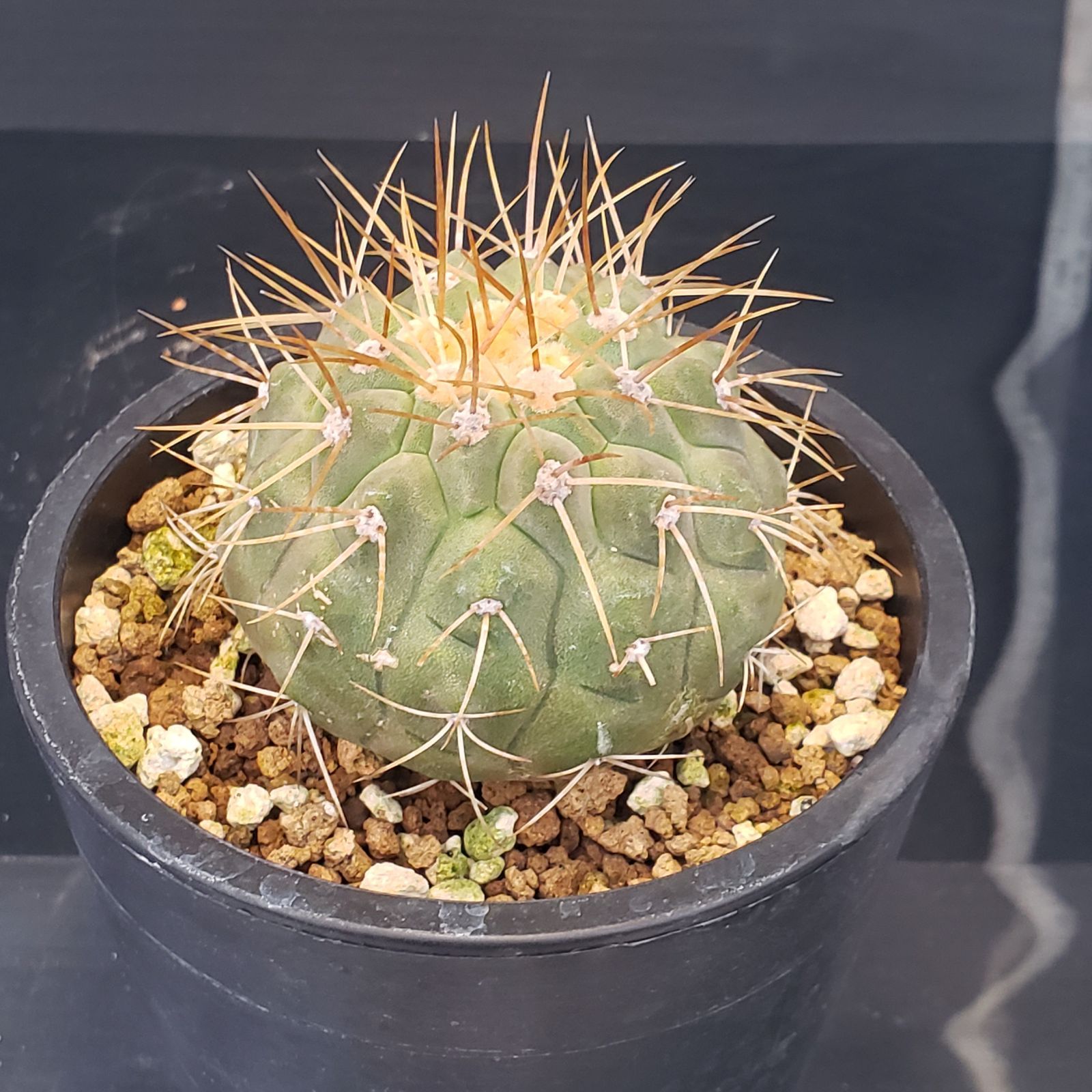 F189【自社養生株】コピアポア ハセルトニアナ（発根株・鉢植え