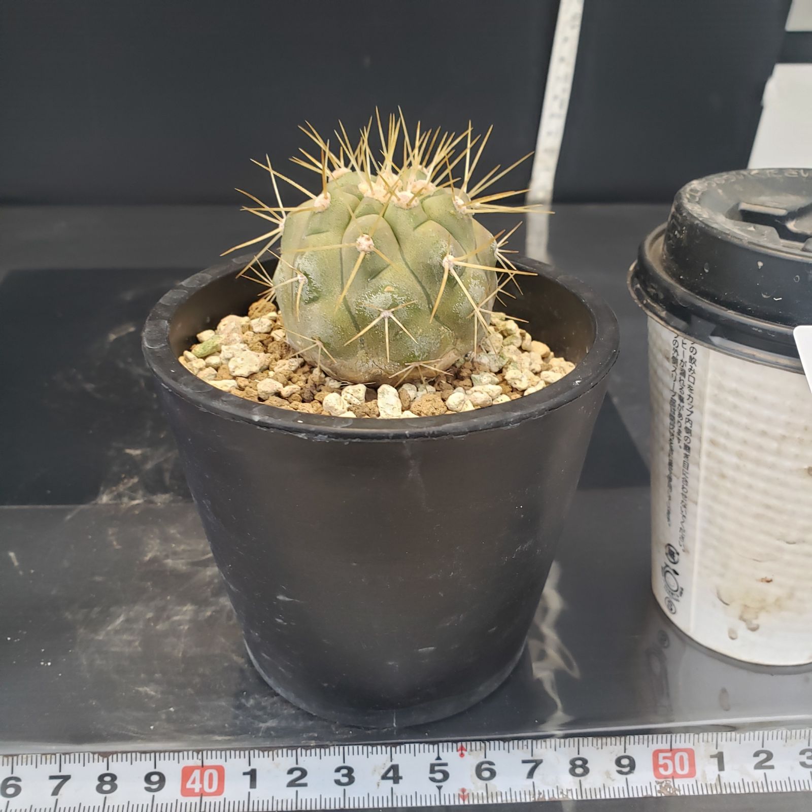 F190【自社養生株】コピアポア ハセルトニアナ（発根株・鉢植え