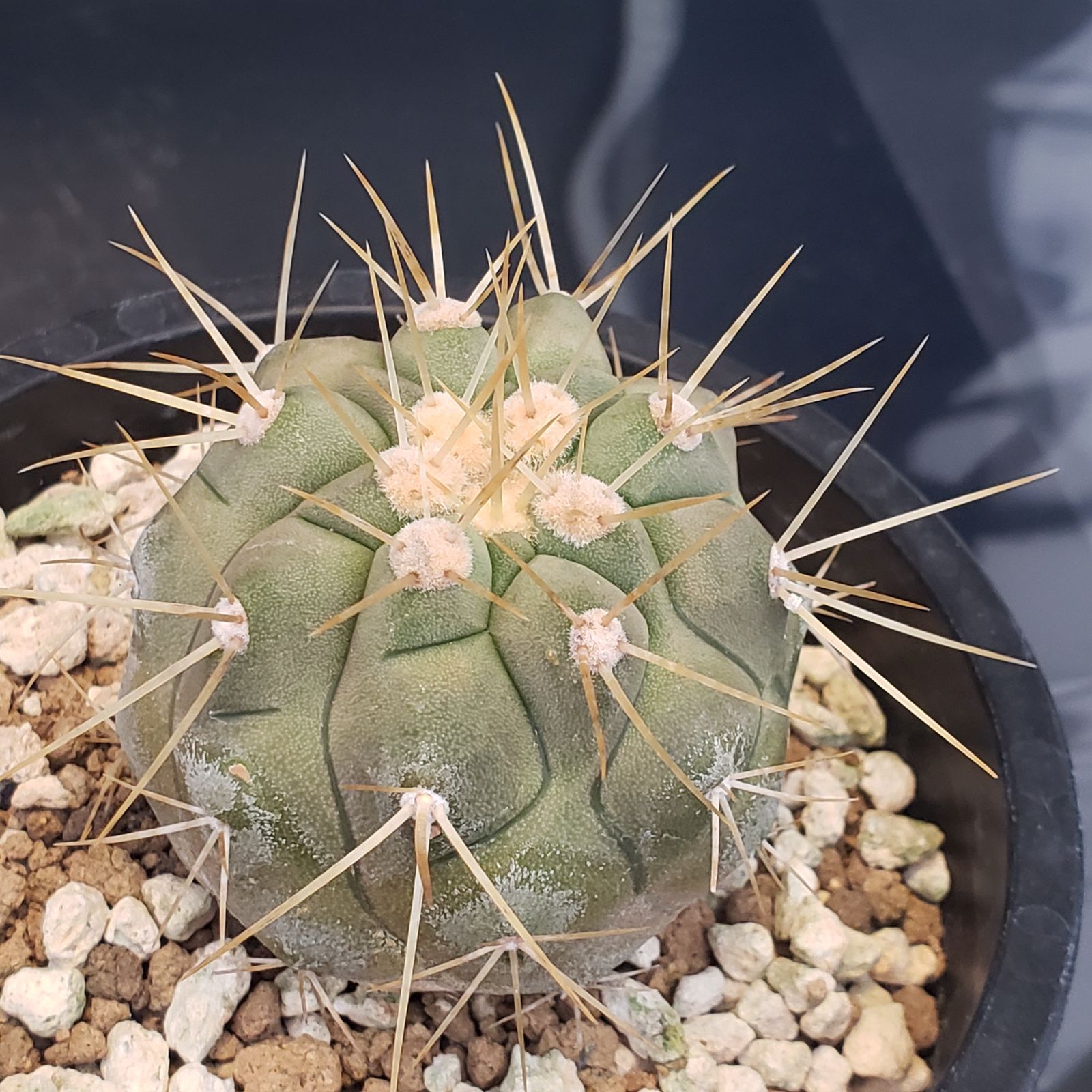 F190【自社養生株】コピアポア ハセルトニアナ（発根株・鉢植え