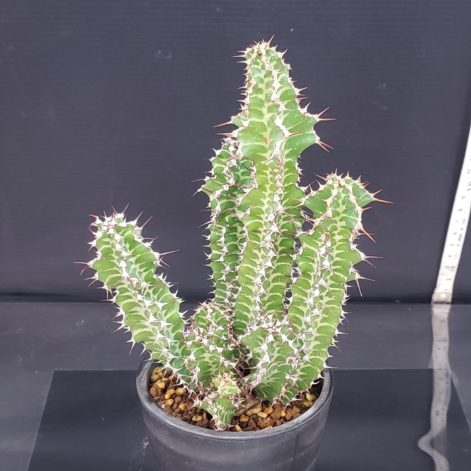 7243 「多肉植物」ユーフォルビア ノベリー 植え【発根未確認・塊根