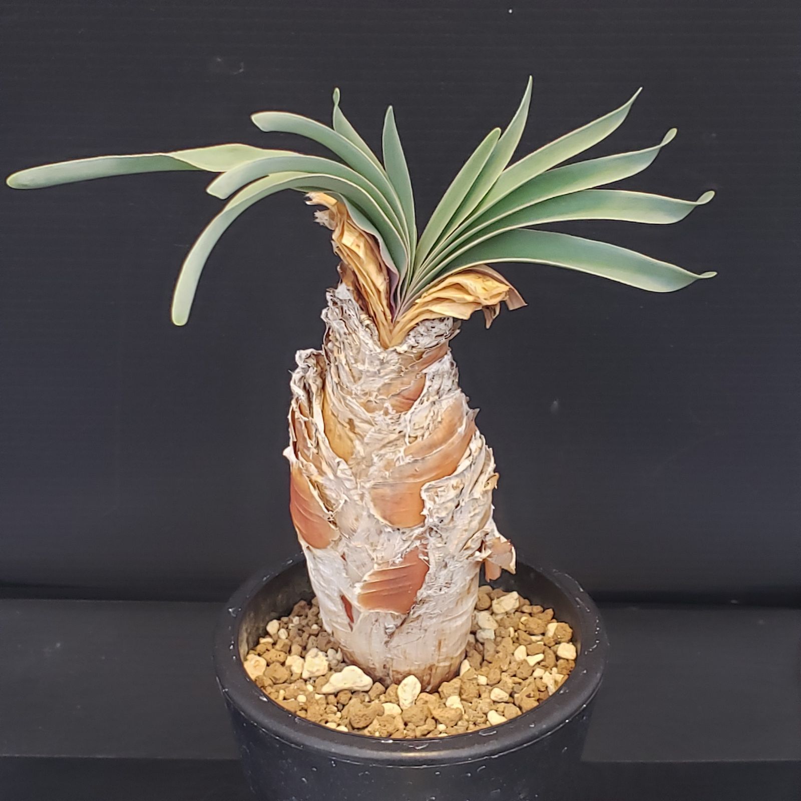 F201【自社養生株】ブーファン ディスティチャ（現地球・発根株