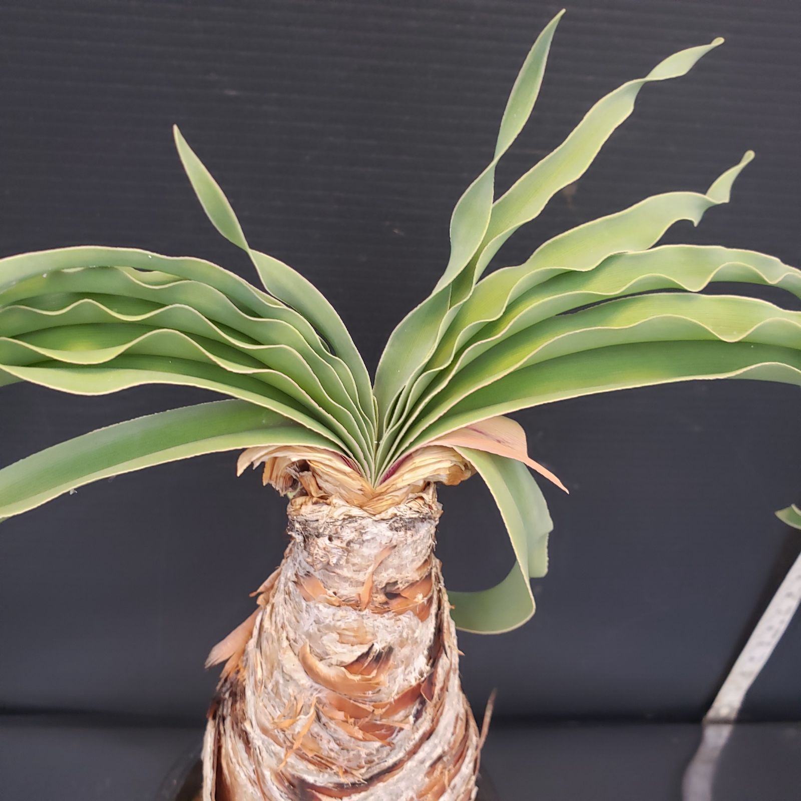 F206【自社養生株】ブーファン ディスティチャ（現地球・発根株