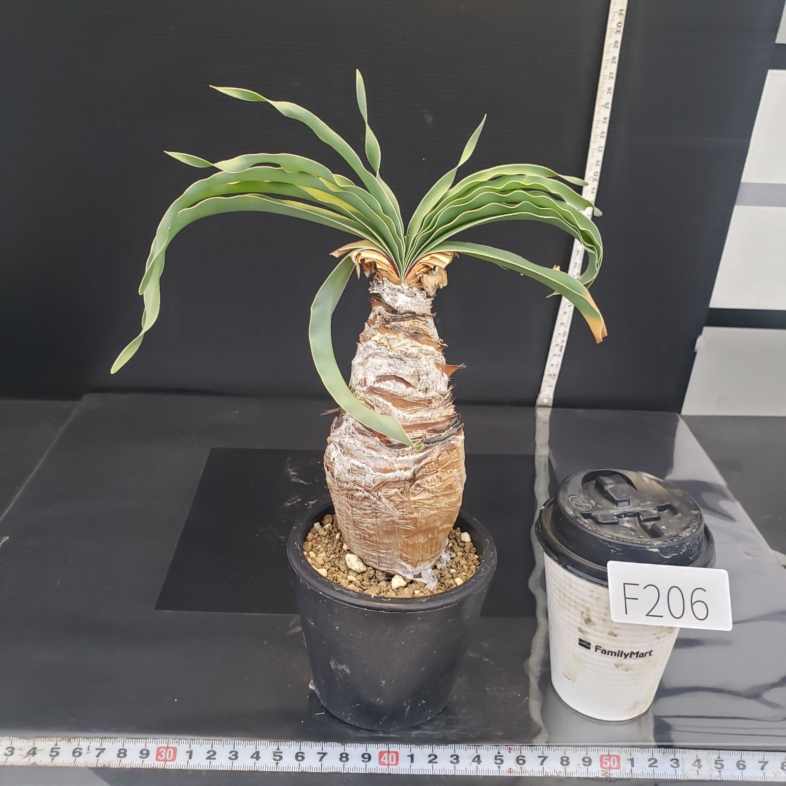 F206【自社養生株】ブーファン ディスティチャ（現地球・発根株