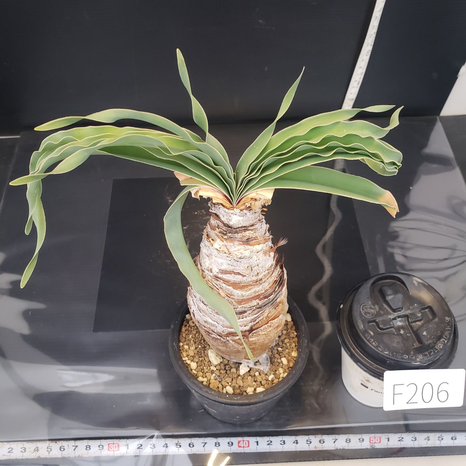 F206【自社養生株】ブーファン ディスティチャ（現地球・発根株