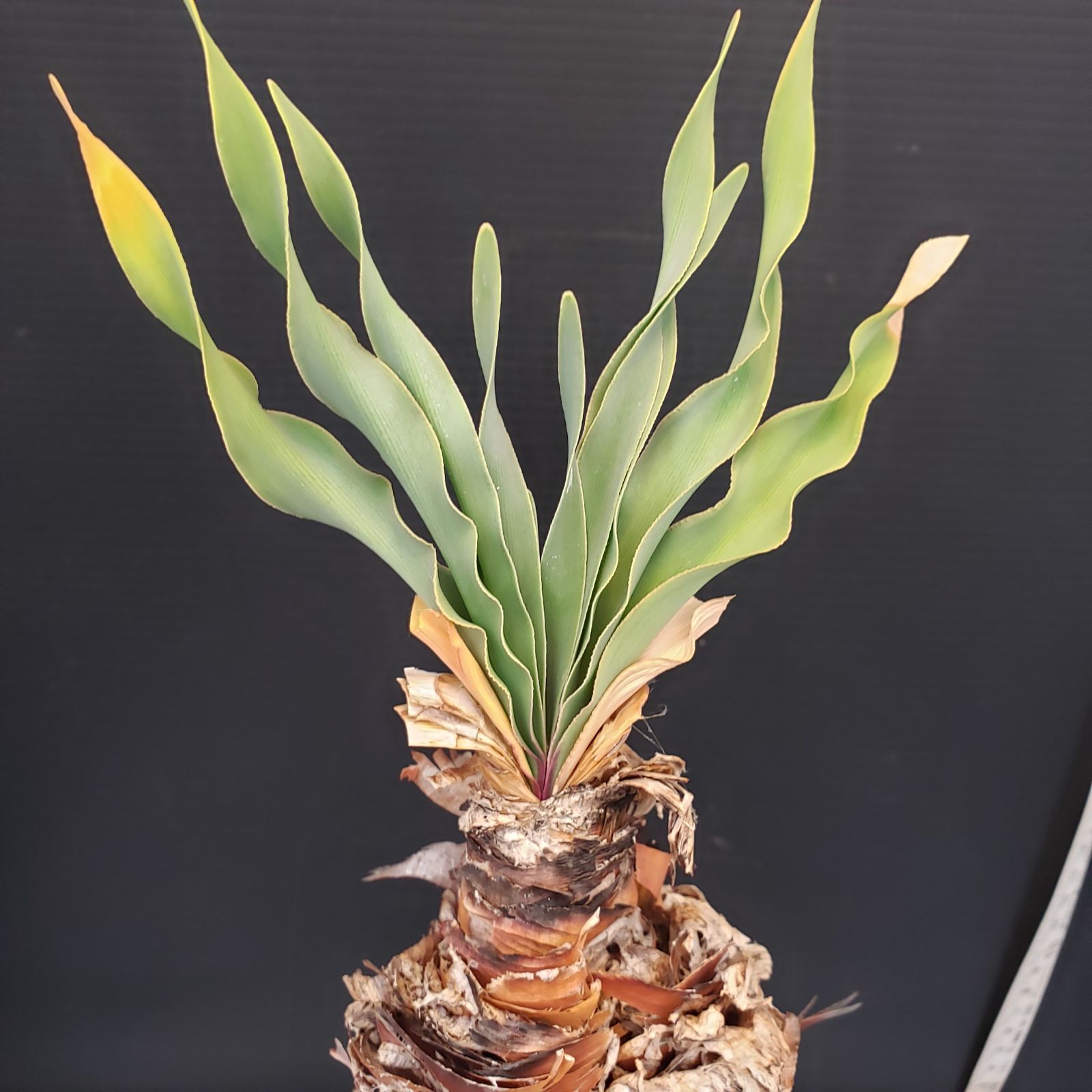 ★ブーファン ディスティチャ 現地球★ F208【自社養生株】ブーファン ディスティチャ（現地球・発根株