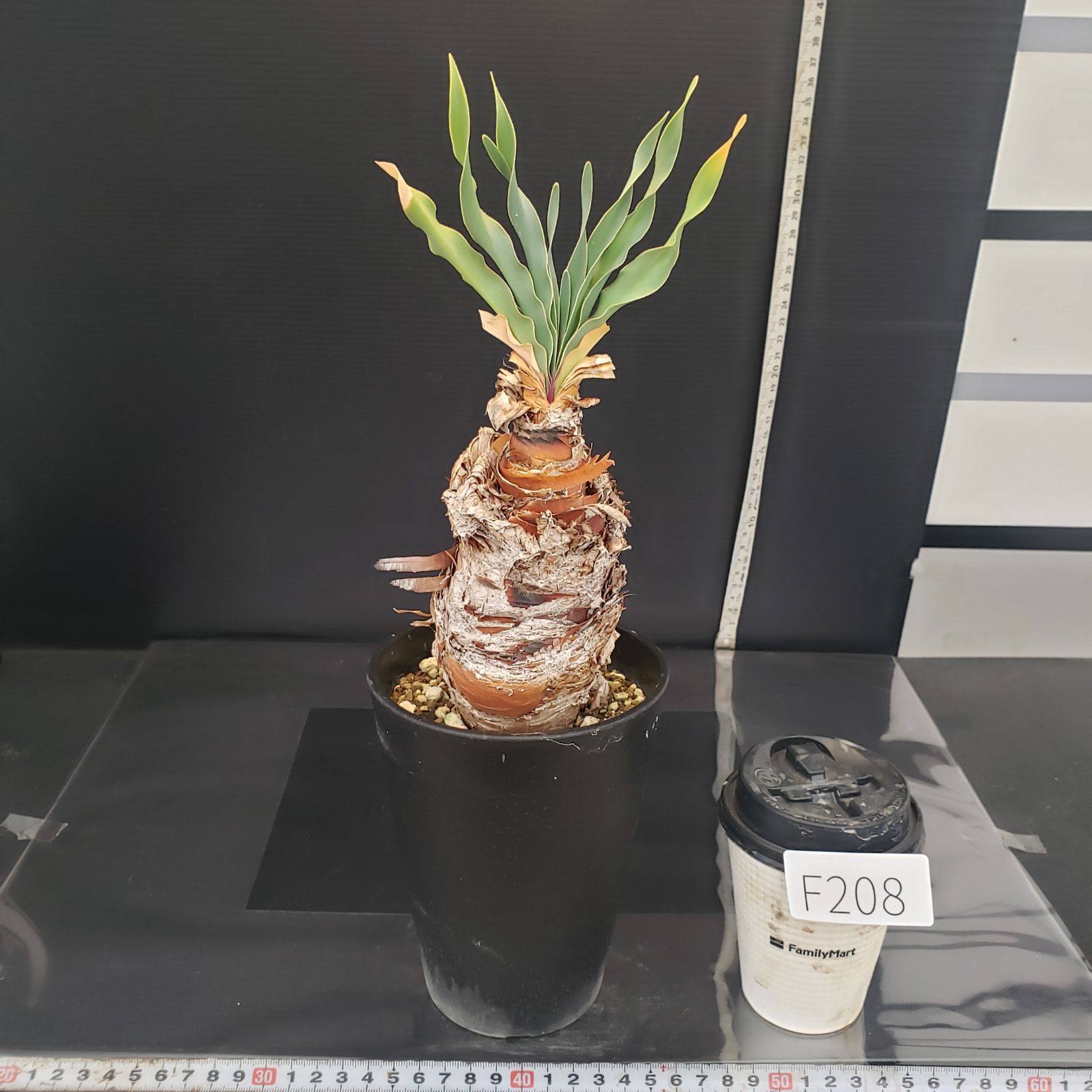 F208【自社養生株】ブーファン ディスティチャ（現地球・発根株