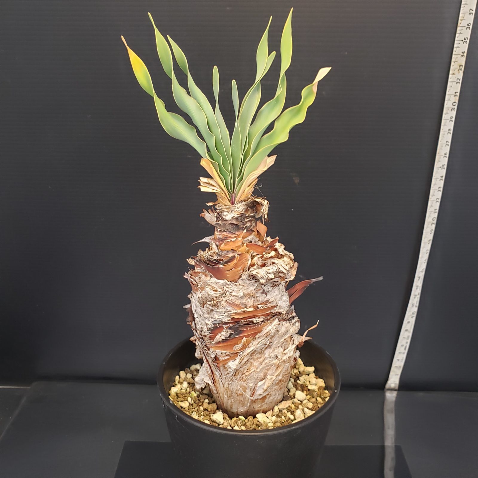 F208【自社養生株】ブーファン ディスティチャ（現地球・発根株