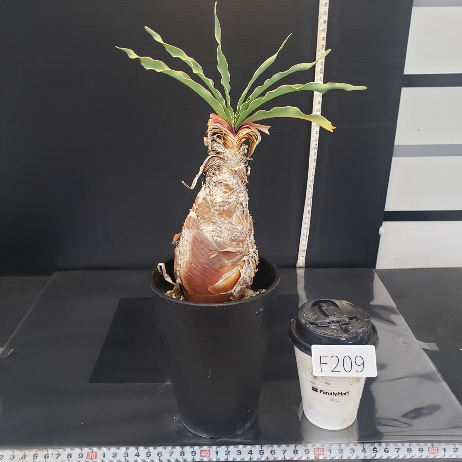 F209【自社養生株】ブーファン ディスティチャ（現地球・発根株