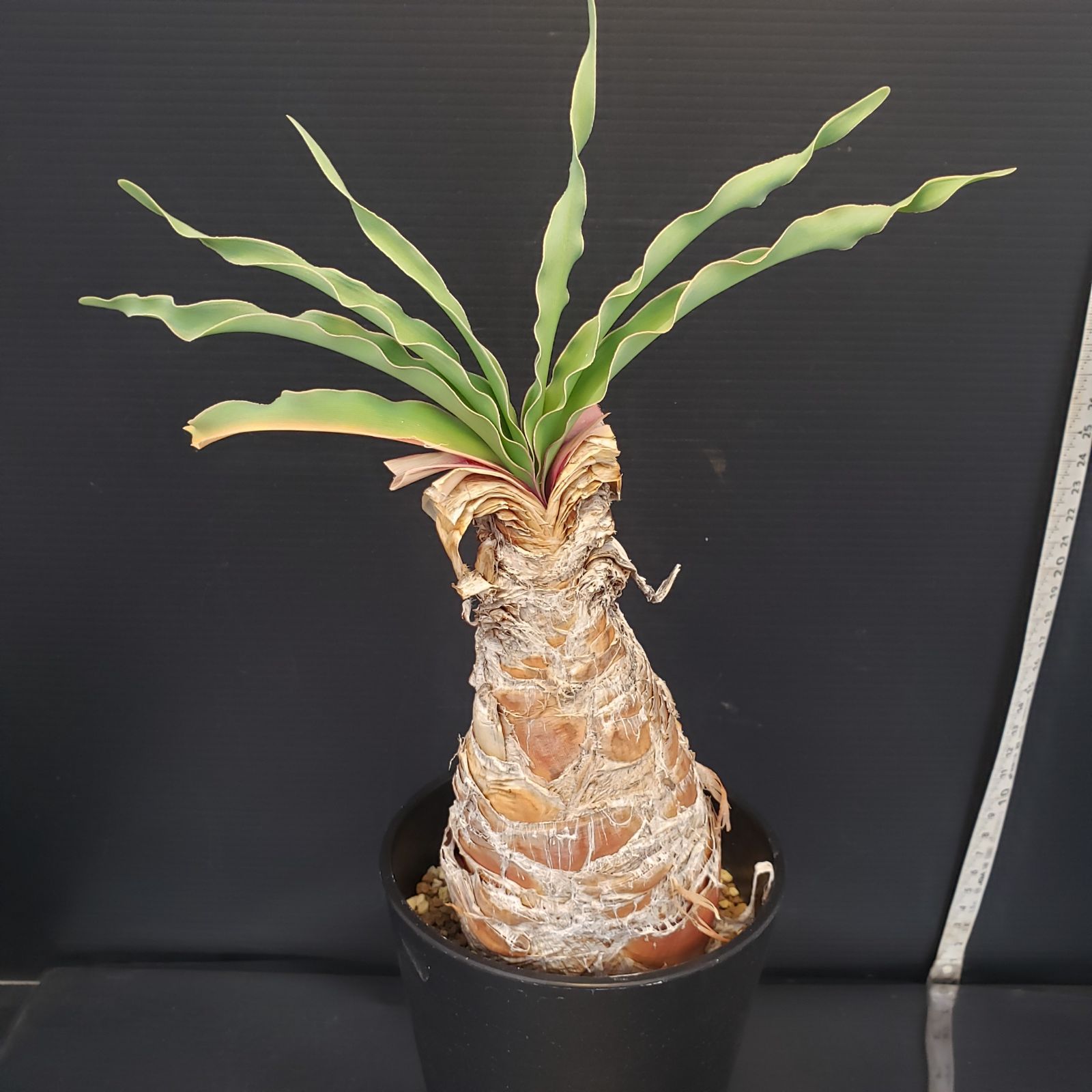 ★ブーファン ディスティチャ 現地球★ F209【自社養生株】ブーファン ディスティチャ（現地球・発根株