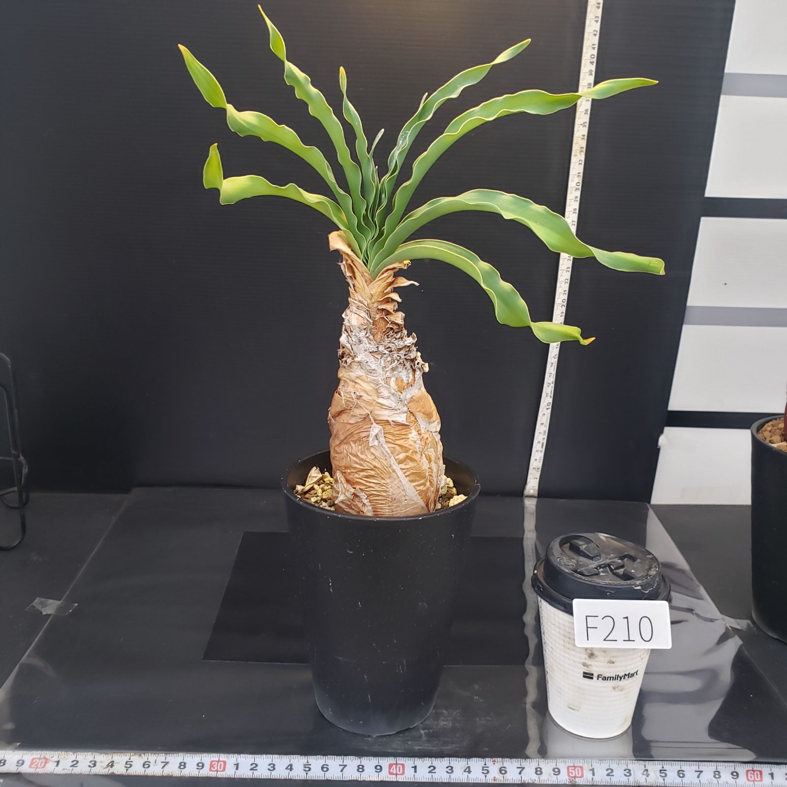 F210【自社養生株】ブーファン ディスティチャ（現地球・発根株