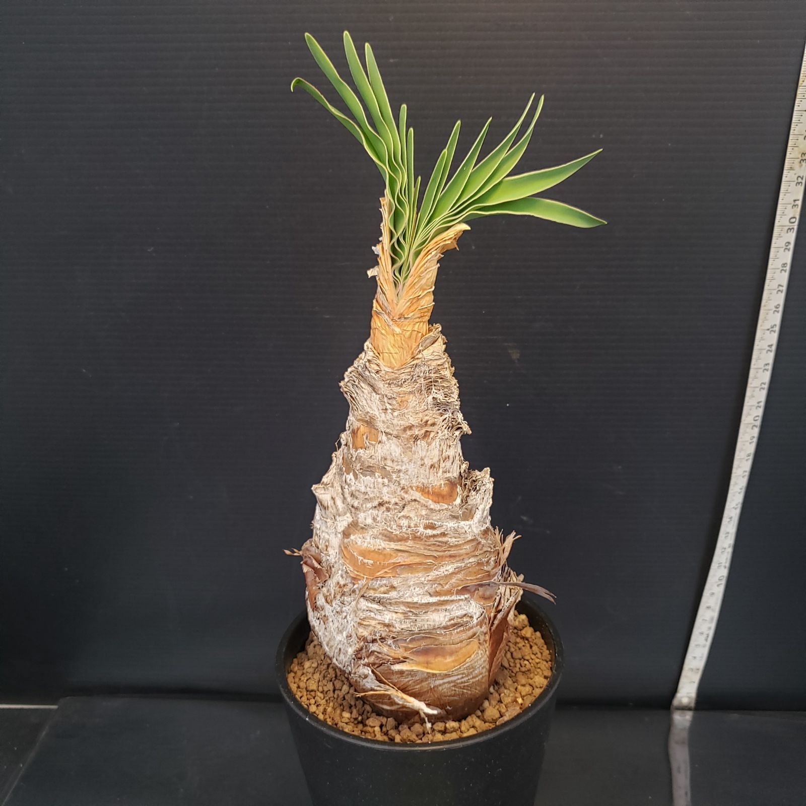 F212【自社養生株】ブーファン ディスティチャ（現地球・発根株