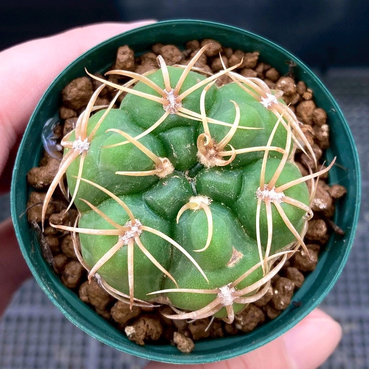 サボテン ギムノカリキウム 海王丸 - メルカリ