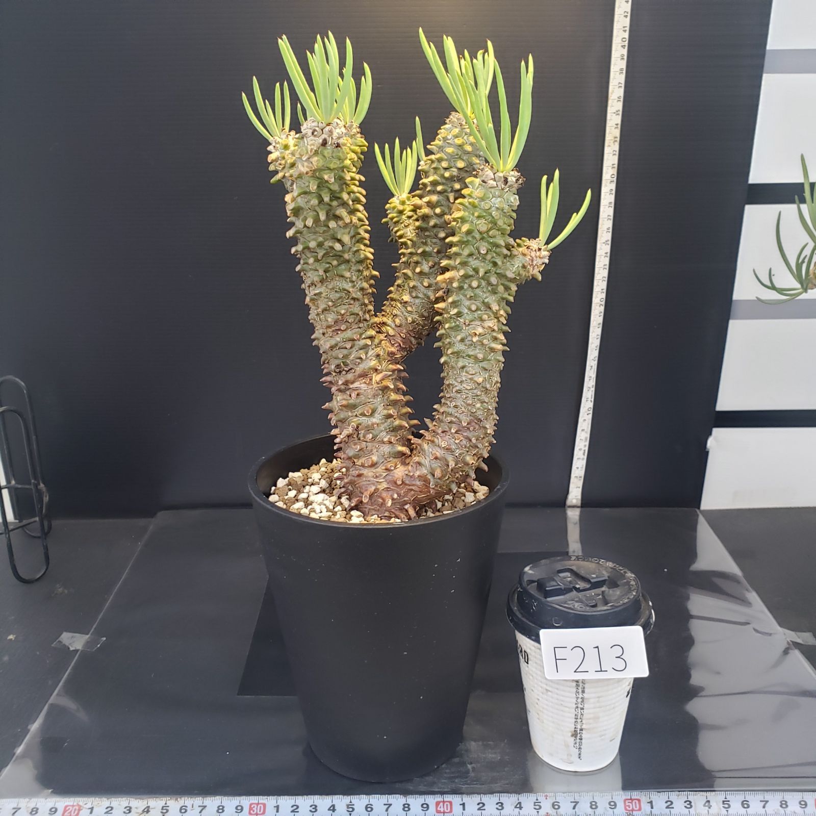 F213【自社養生株】チレコドン ワリチー（現地球・発根株・鉢植え