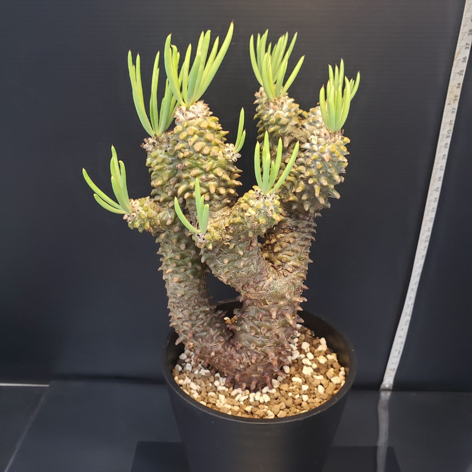 F213【自社養生株】チレコドン ワリチー（現地球・発根株・鉢植え