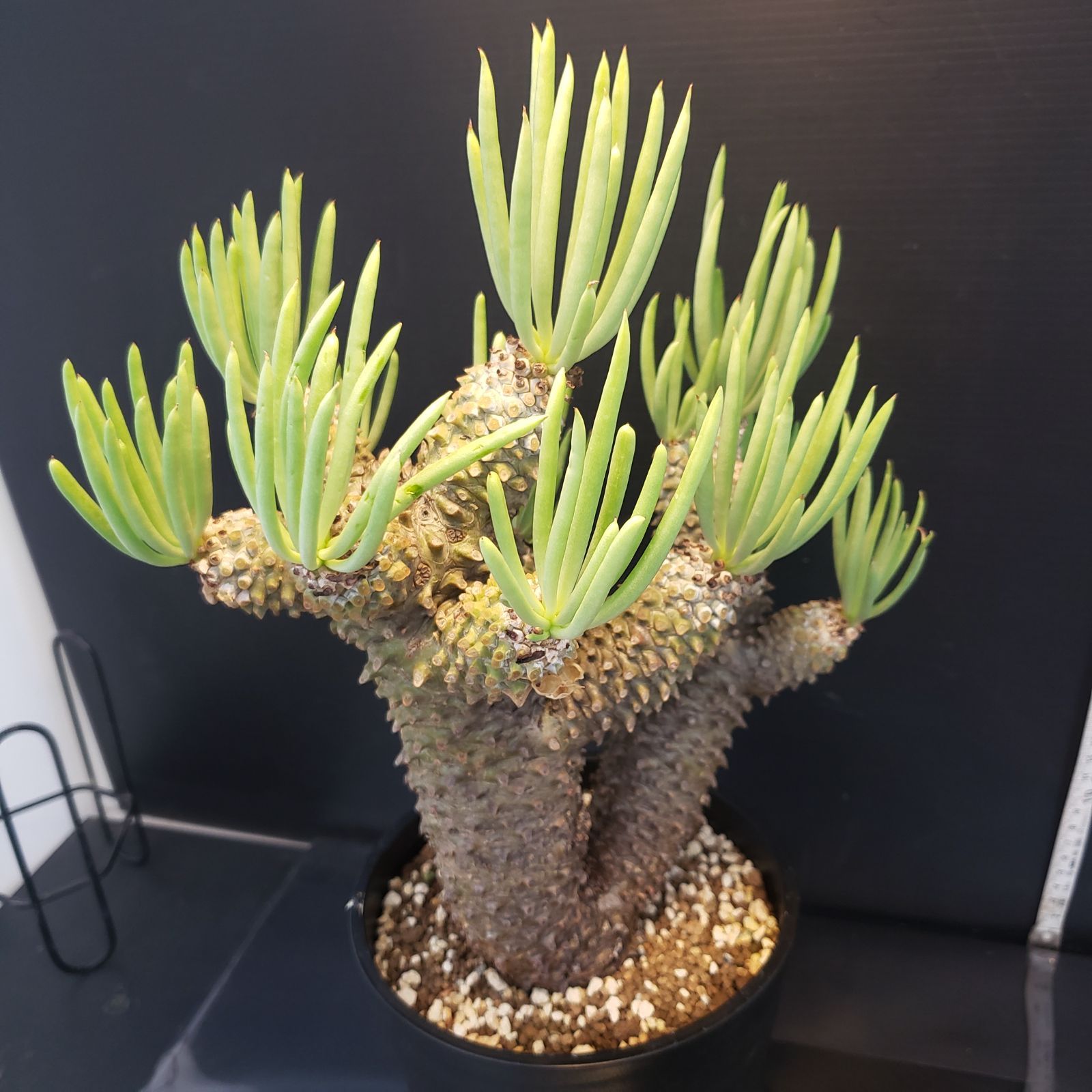 F215【自社養生株】チレコドン ワリチー（現地球・発根株・鉢植え