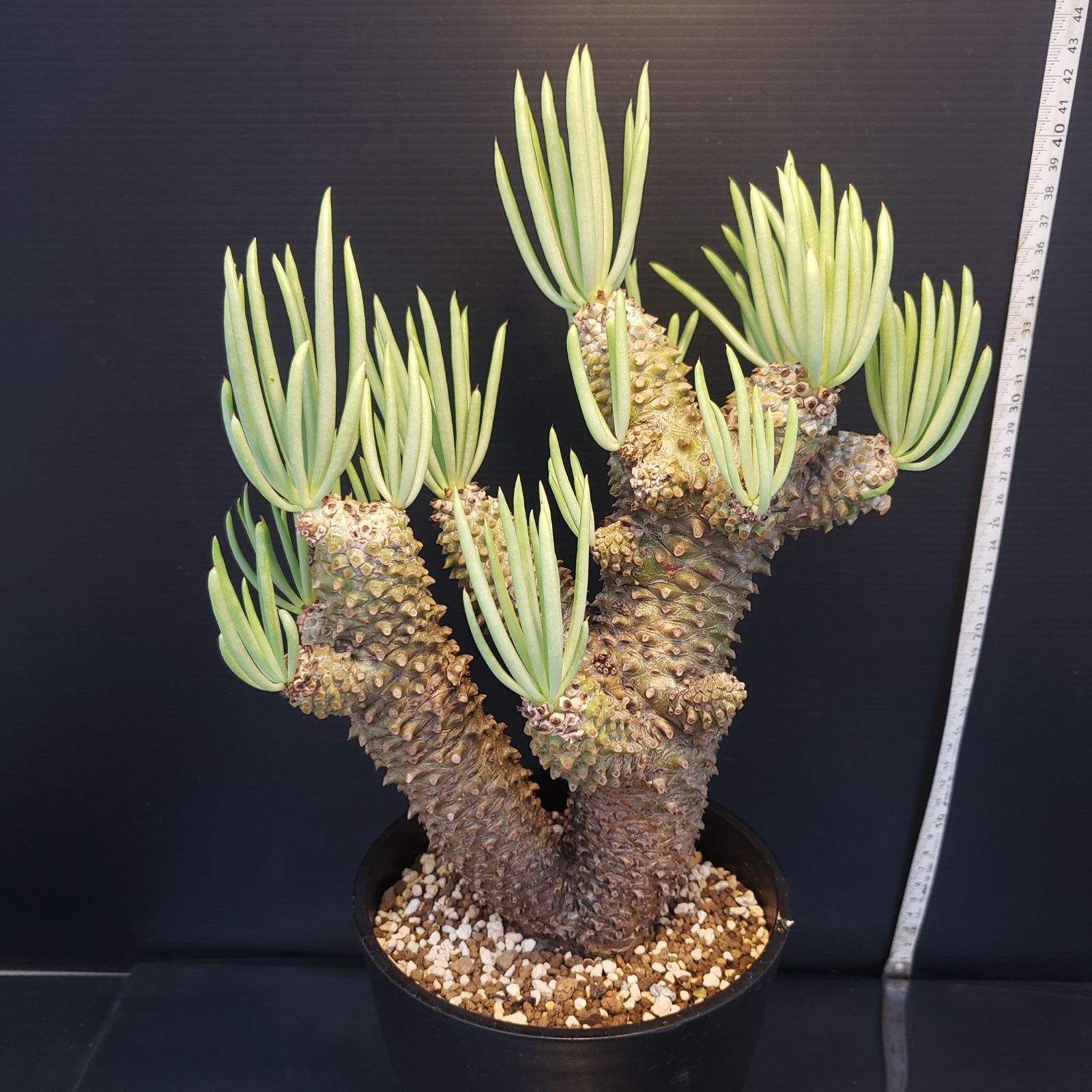 F215【自社養生株】チレコドン ワリチー（現地球・発根株・鉢植え